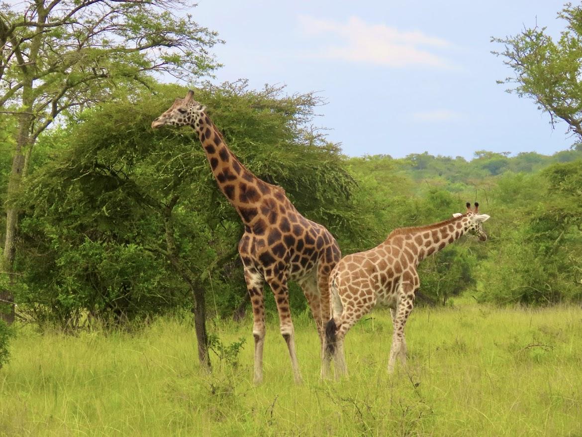 Giraffes foraging