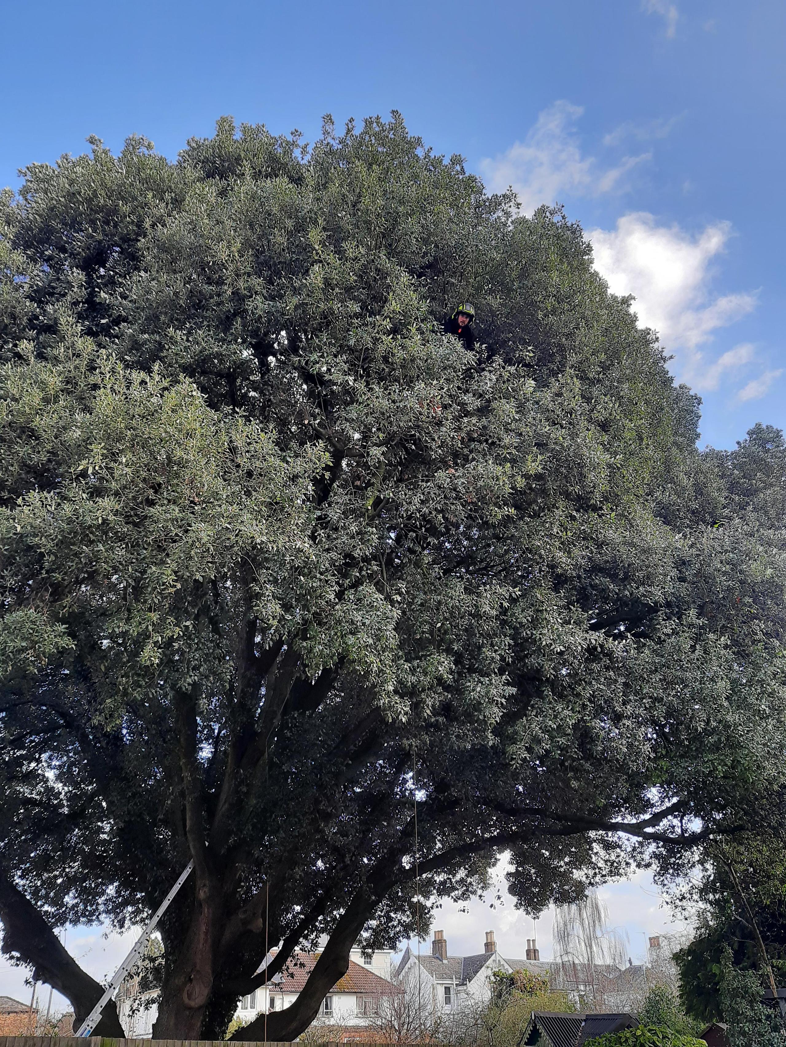 Large tree management in Cheltenham Conservation Area