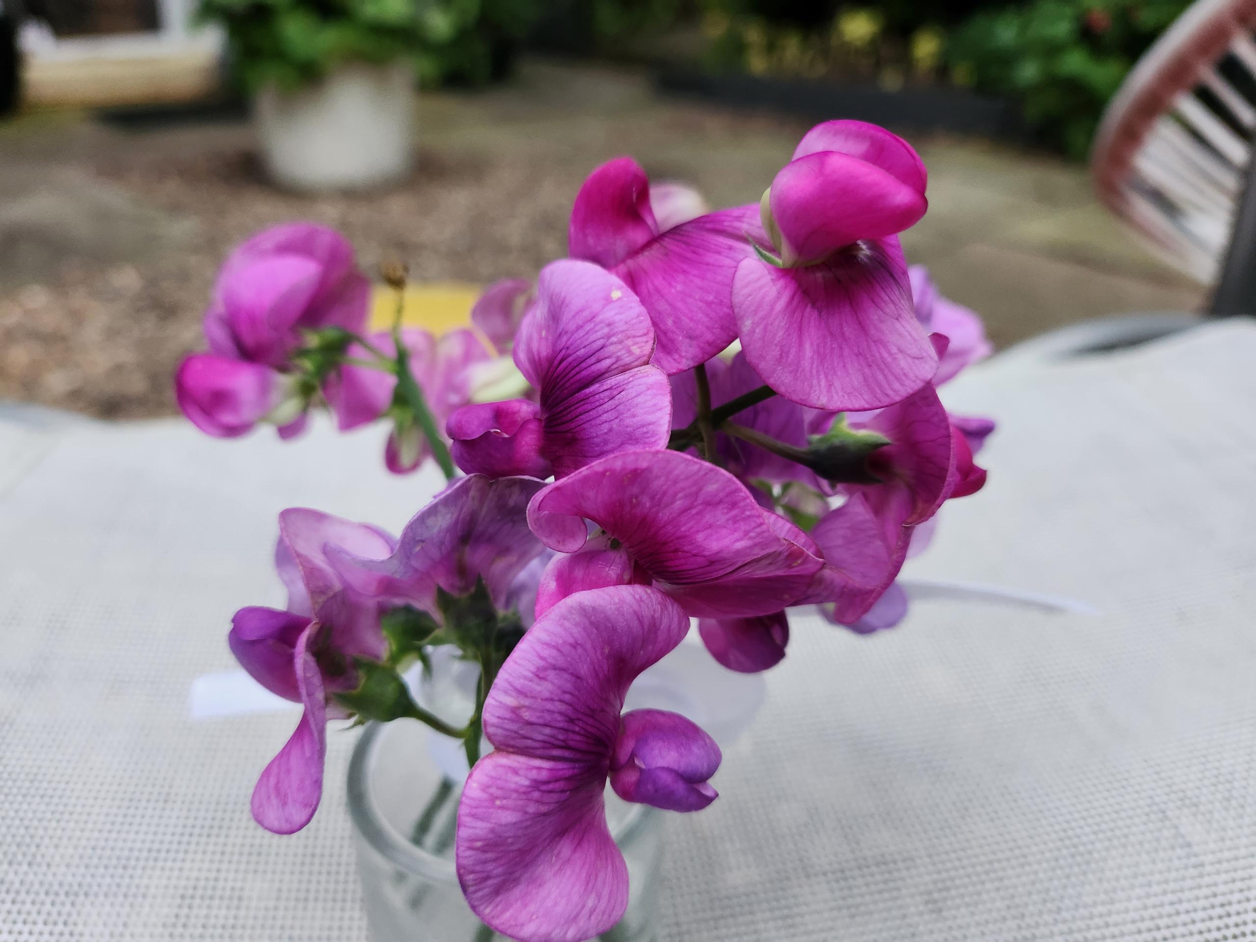 Everlasting Sweet Pea, 50 Seeds DELIVERY ONLY