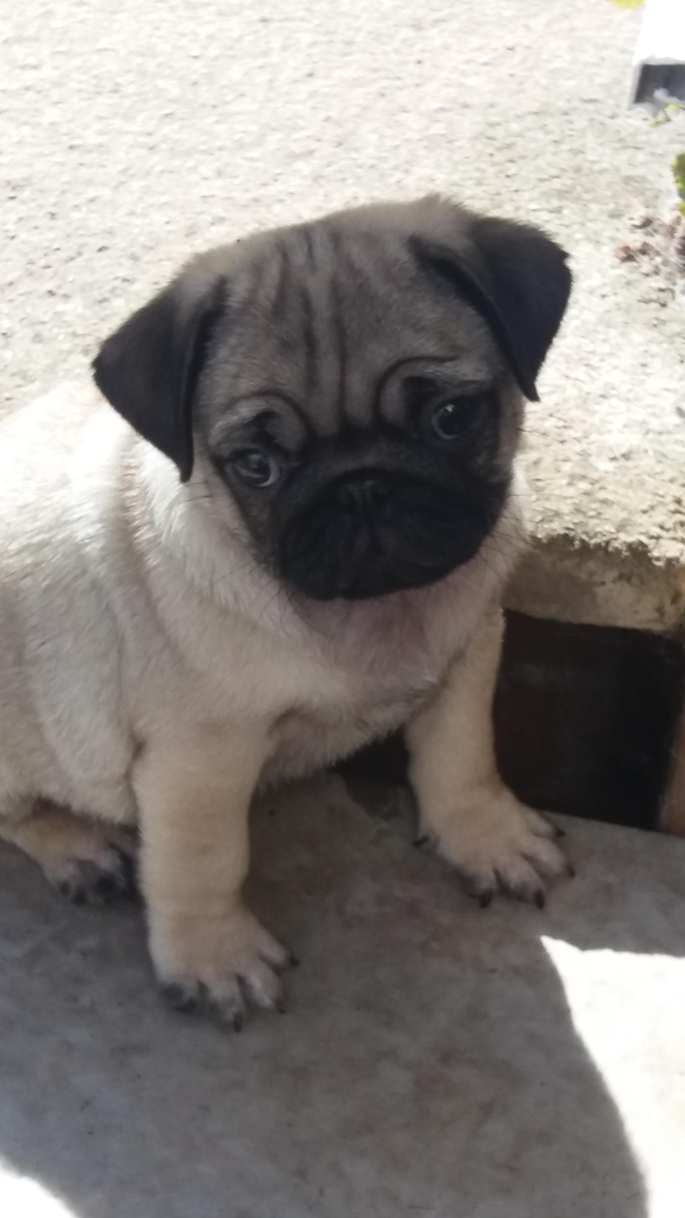 Pug dog black colour price clearance