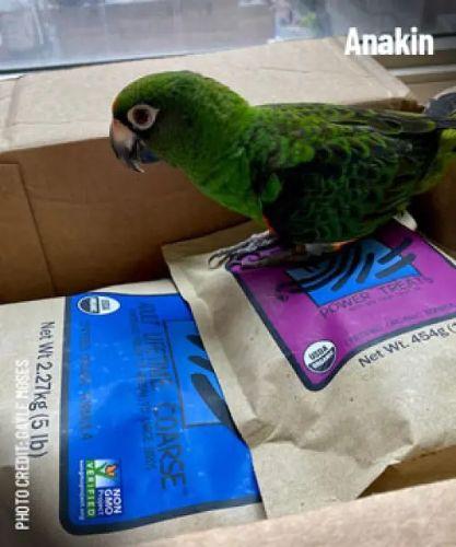 Anakin the parrot stood on bags of Harrison's Power Treats and Adult Lifetime Coarse