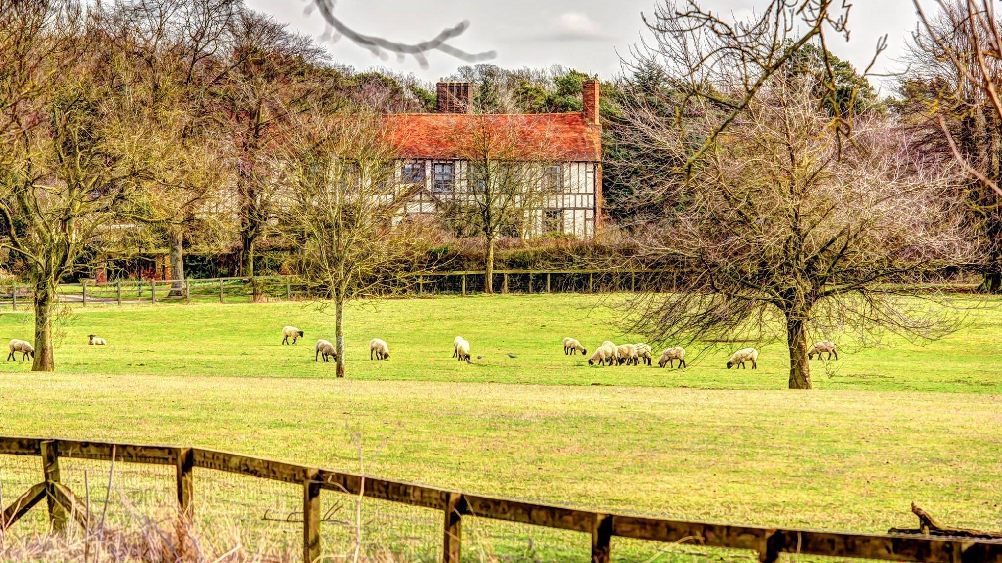 A landscape view of Alswick Hall Buntingford with sheep in the foreground