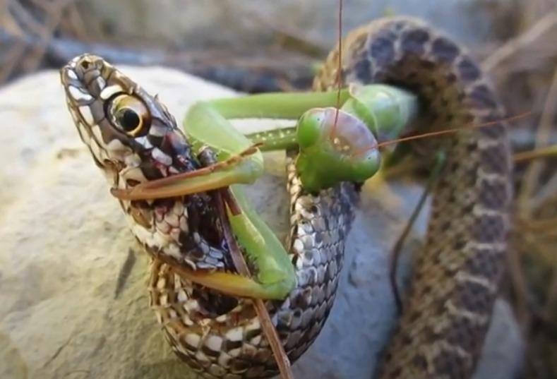Насекомое убивающее партнера после спаривания. Змеи и пауки. Змея ест ящерицу.