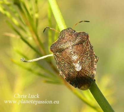 Common Green Shieldbug, Palomena prasina winter form France