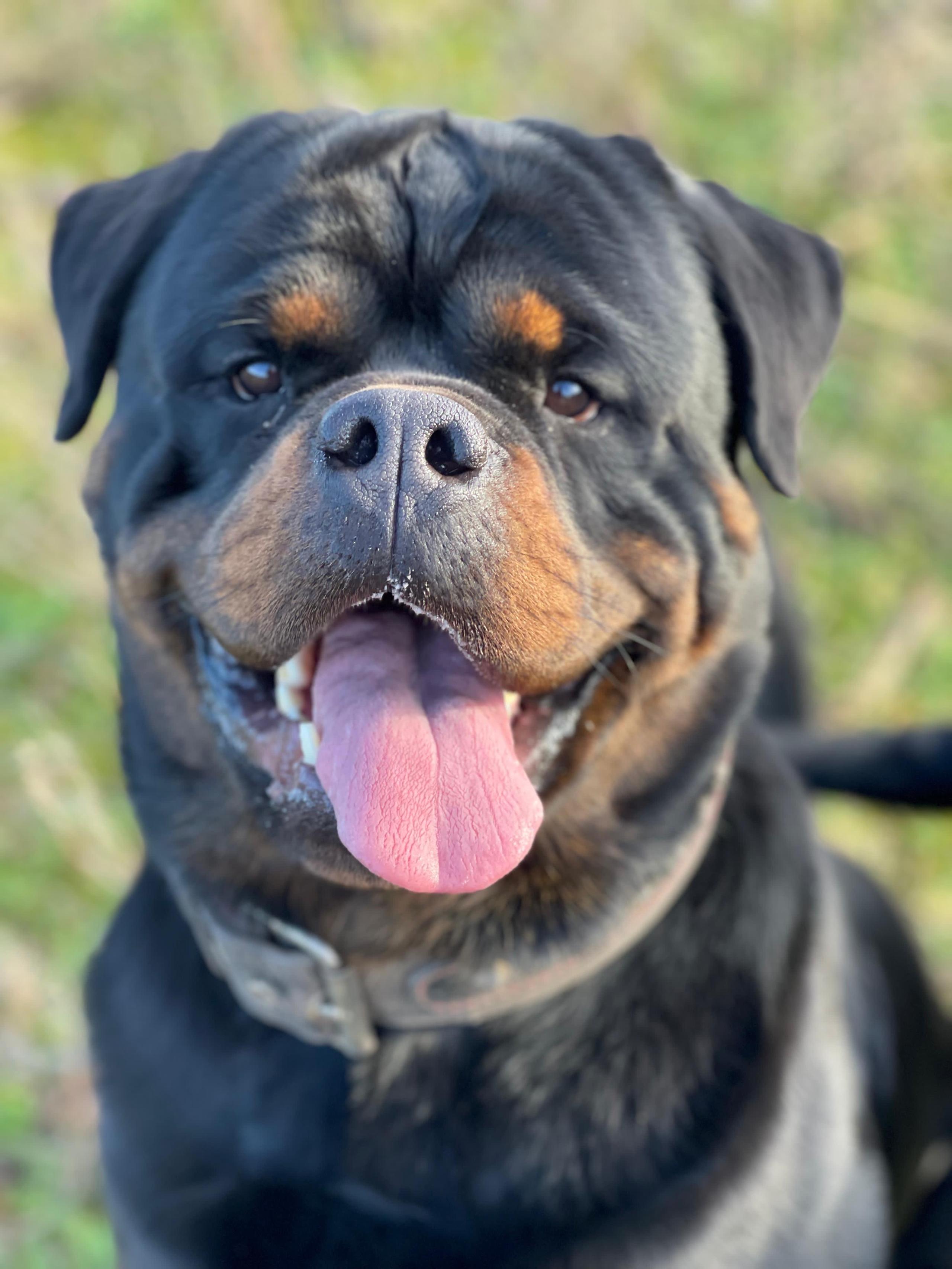 Kj着The  BONEZベルトCOOTIE ROTTWEILER He is THE BEST ROTTWEILER that ever walked the Earth