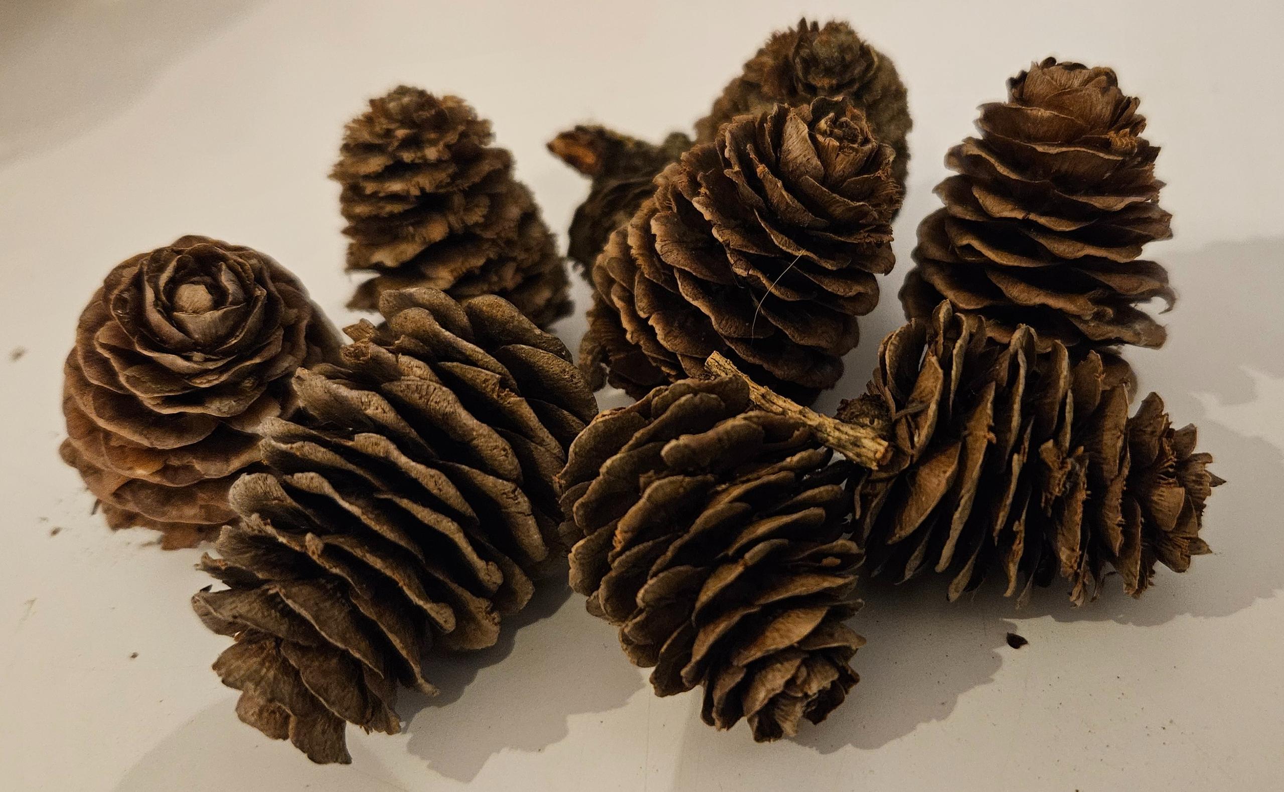 Fir Cones