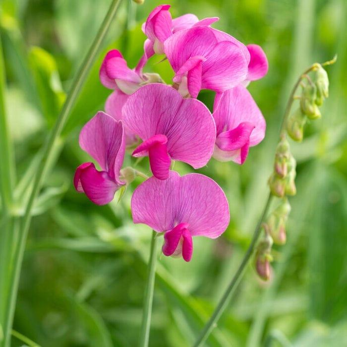 Ever Lasting Sweet Pea, 30 Seeds.Collection ONLY