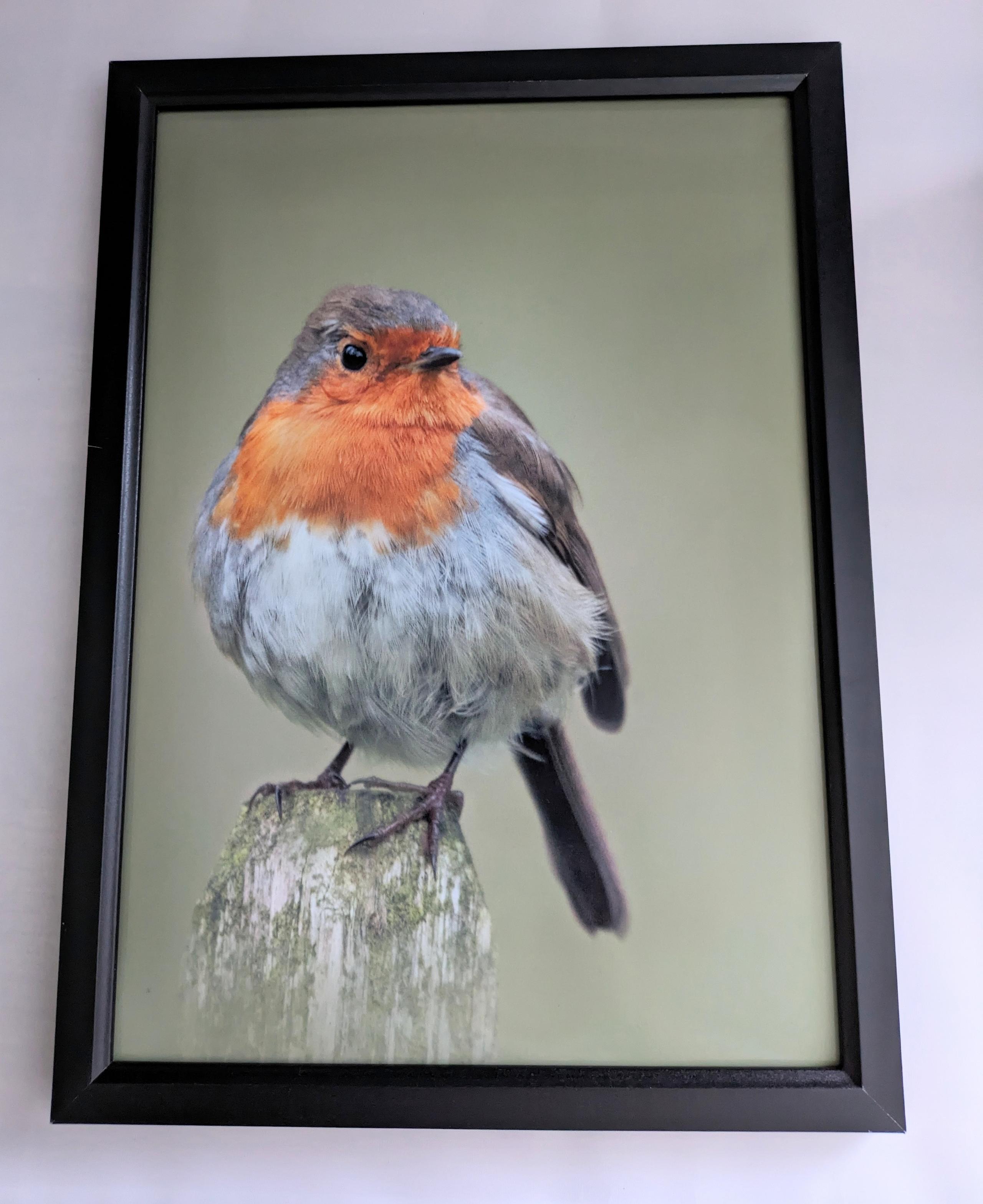 Robin framed photo