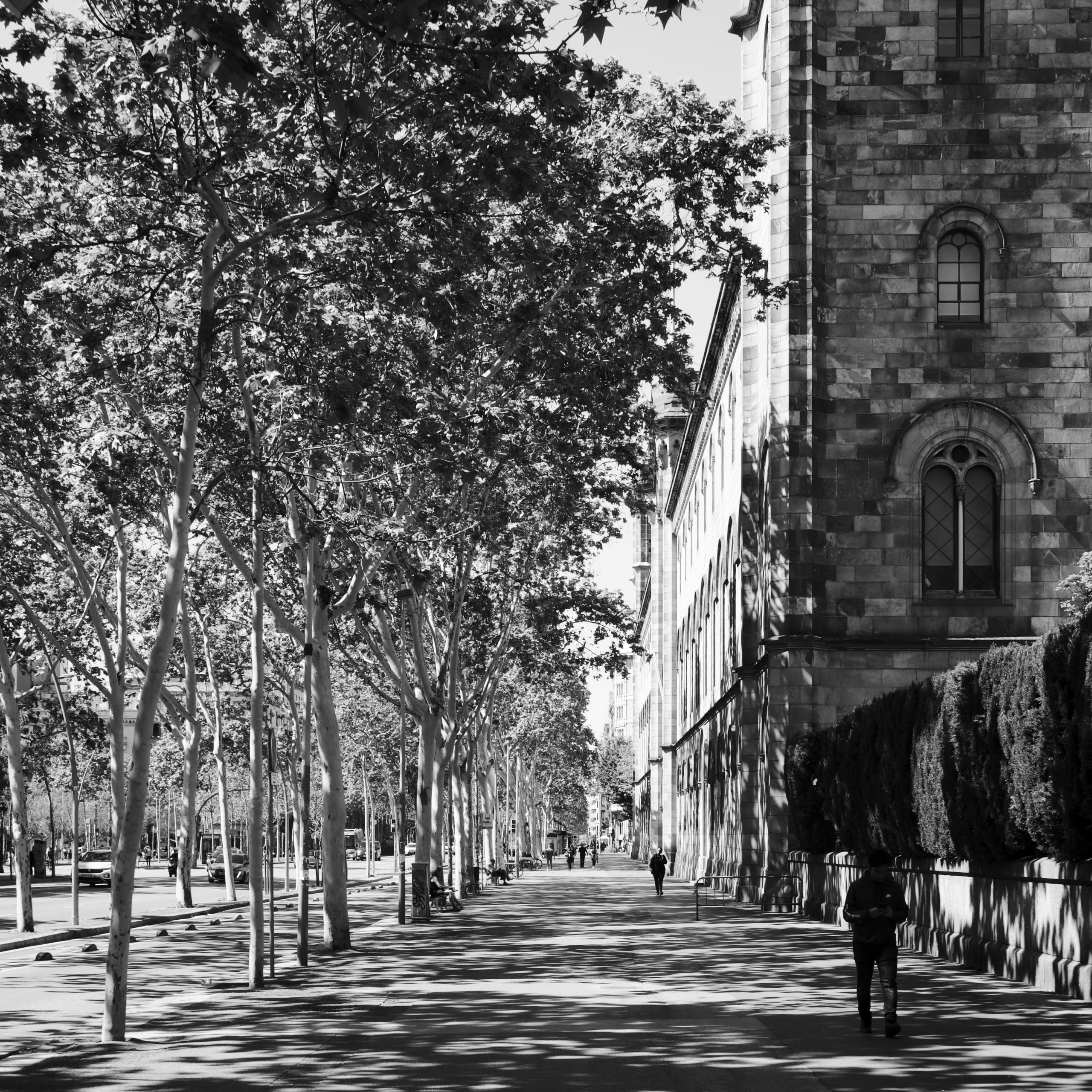 Tree-lined street in Barcelona