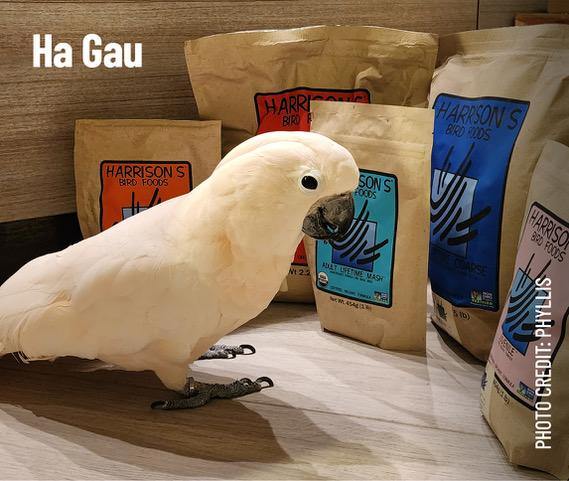 Ha Gau, a cockatoo, stood next to different bags of Harrison's foods