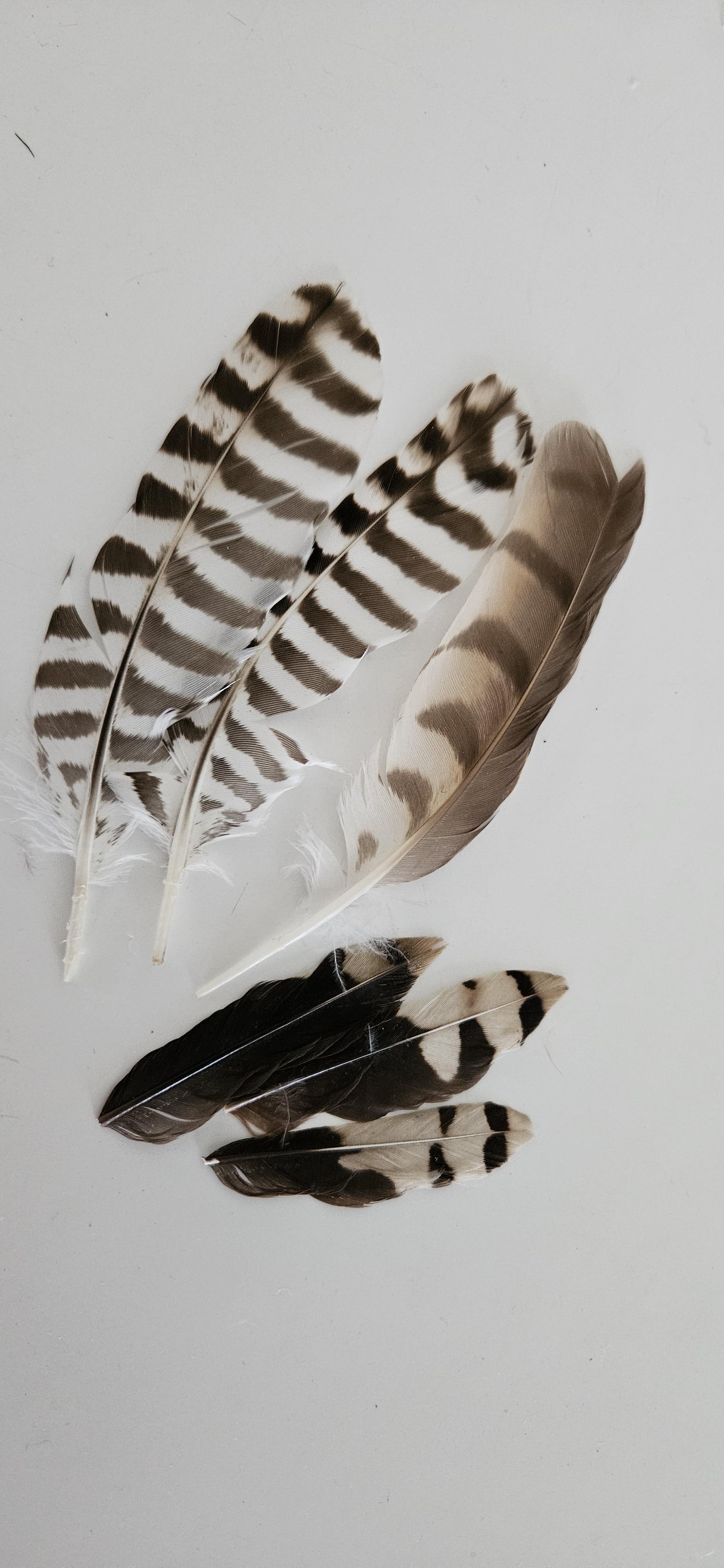 Natural Feathers - Packet