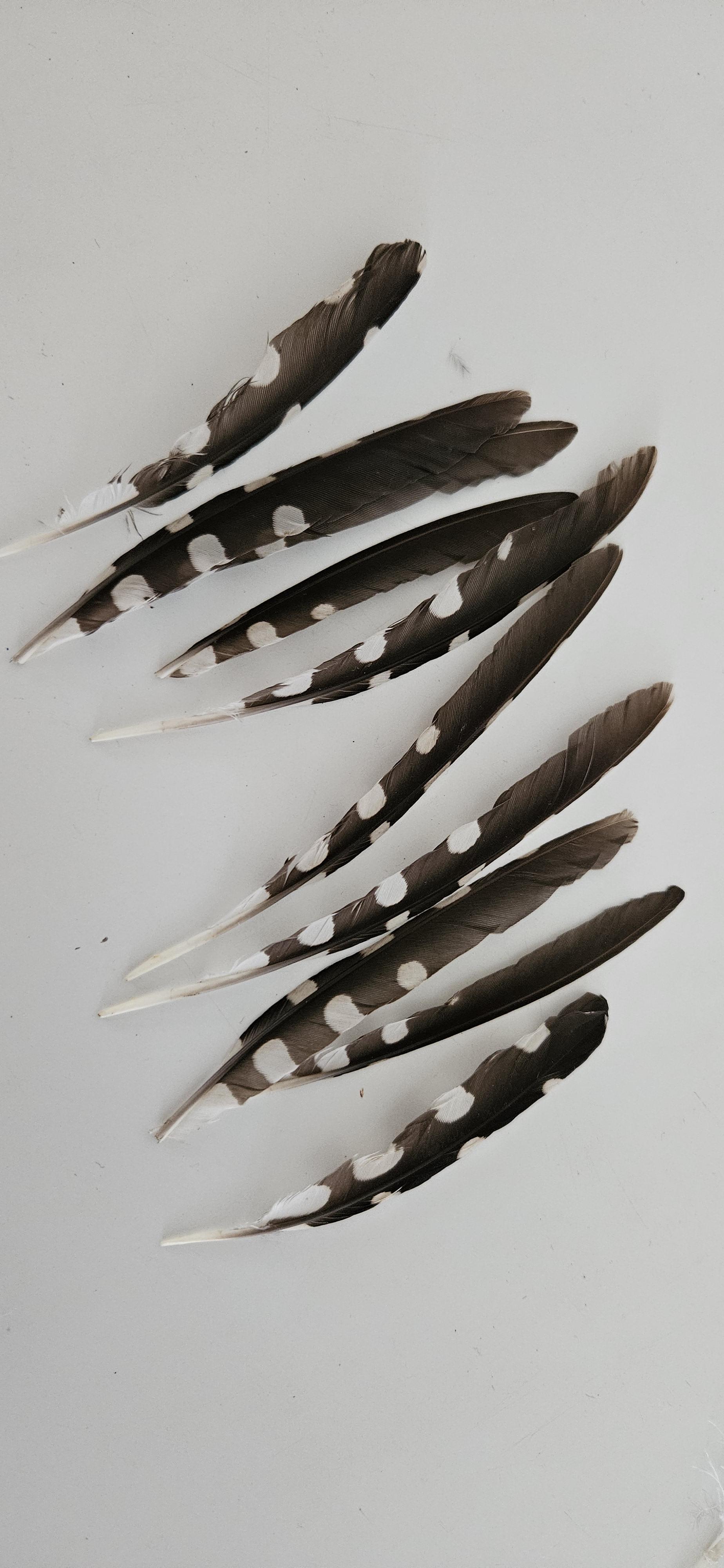 Natural Feathers - Packet