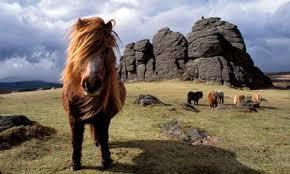 Dartmoor pony and Tor