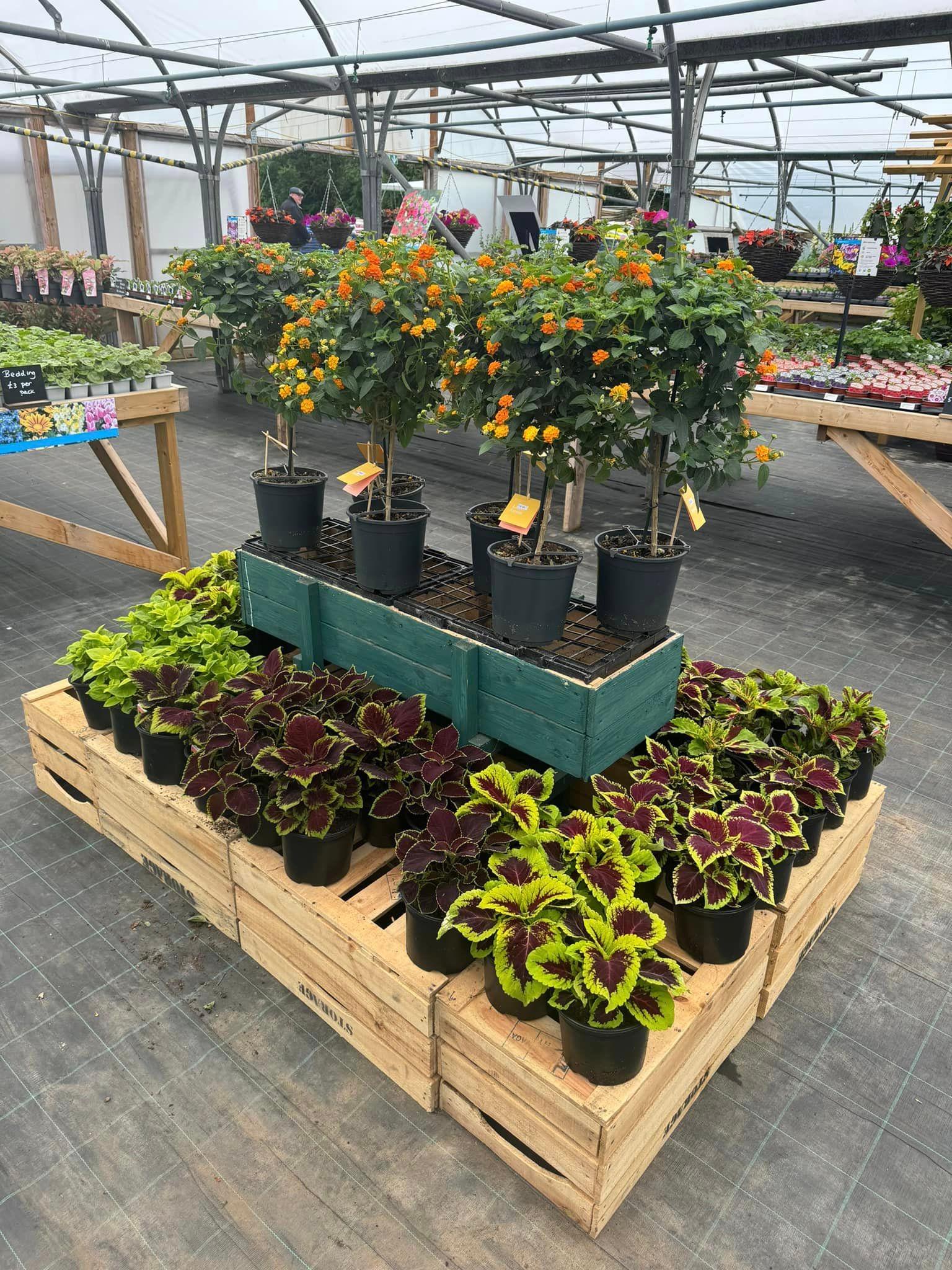 Needhams Nurseries Tickhill