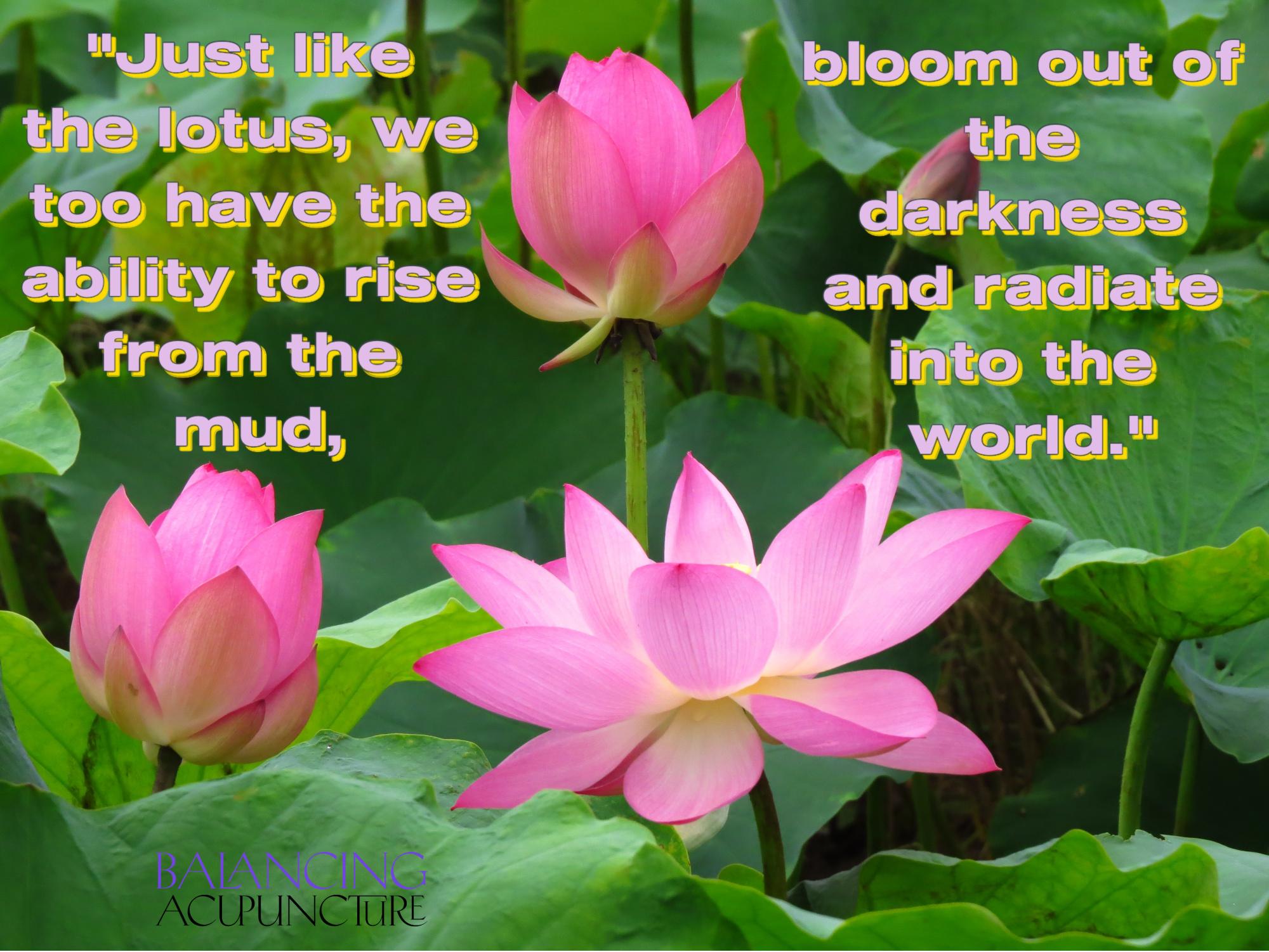 Just like the lotus we too have the ability to rise from the mud bloom out of the darkness and radiate into the worldjpg