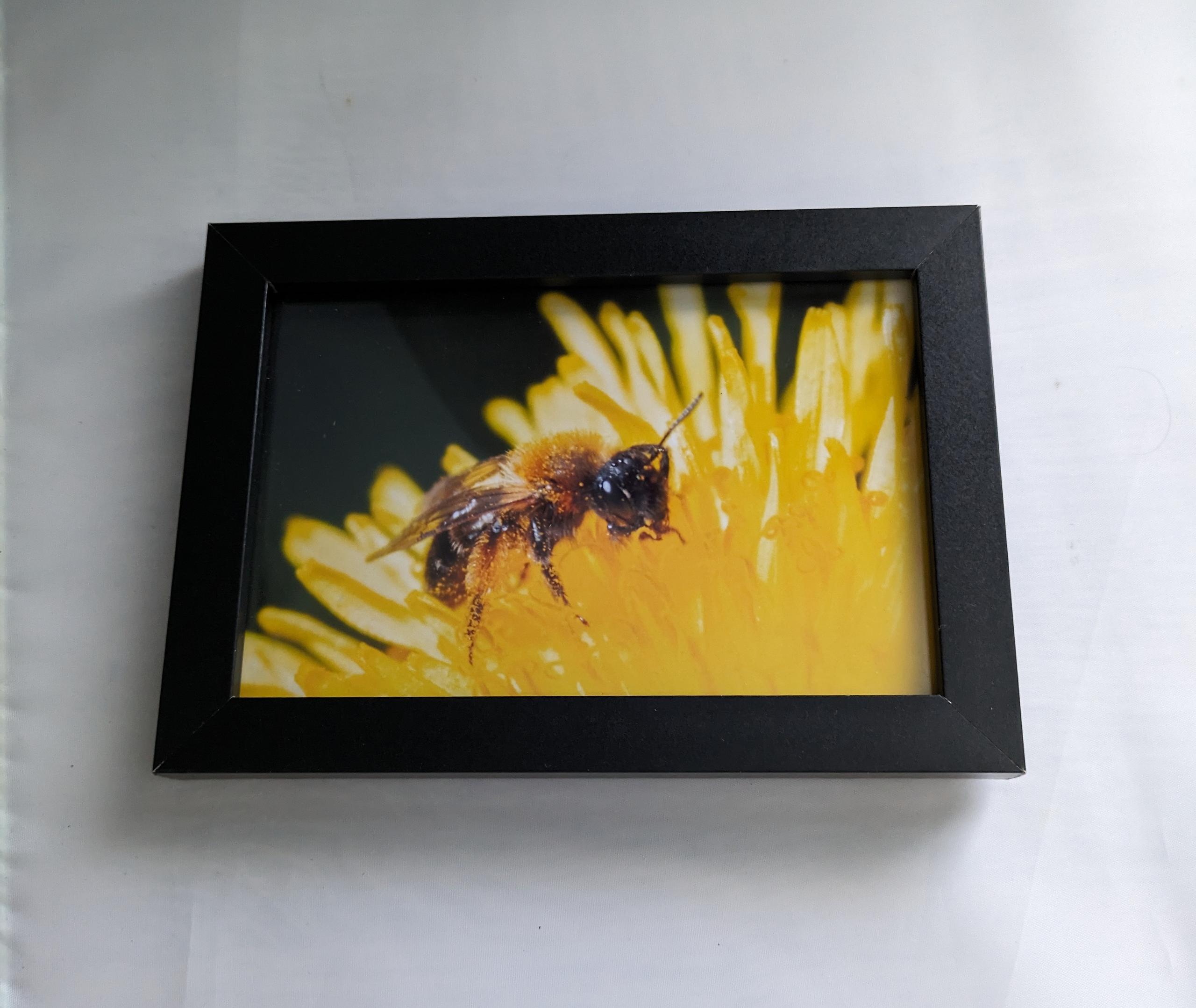 Mining bee framed photo