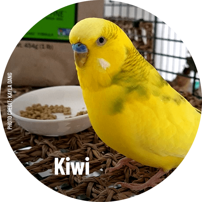 Kiwi, a yellow budgerigar, stood in front of a bowl of Harrison's Bird Foods and a bag of Adult Lifetime Fine