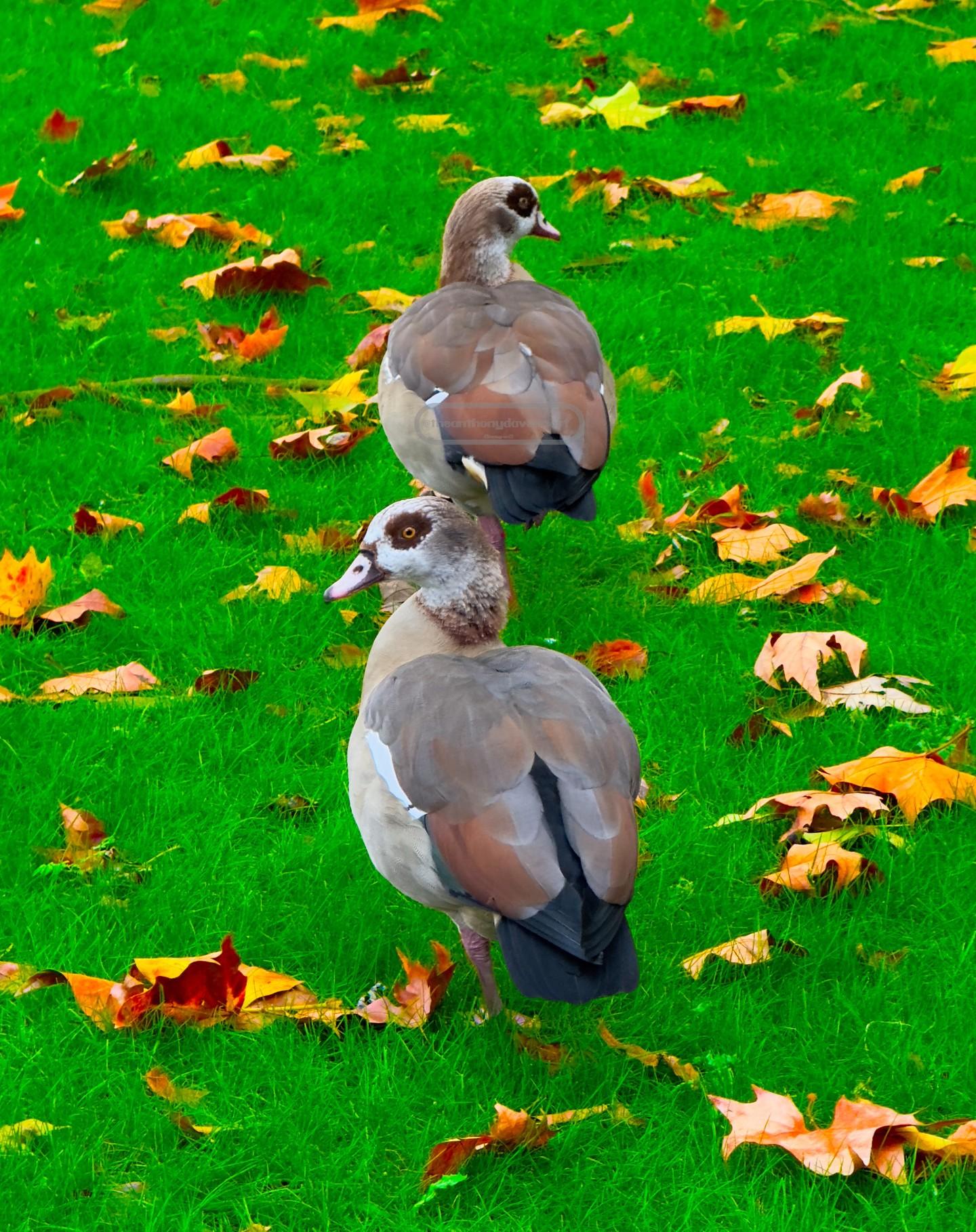 Birds At Green Park - London Trip (October 2023)
