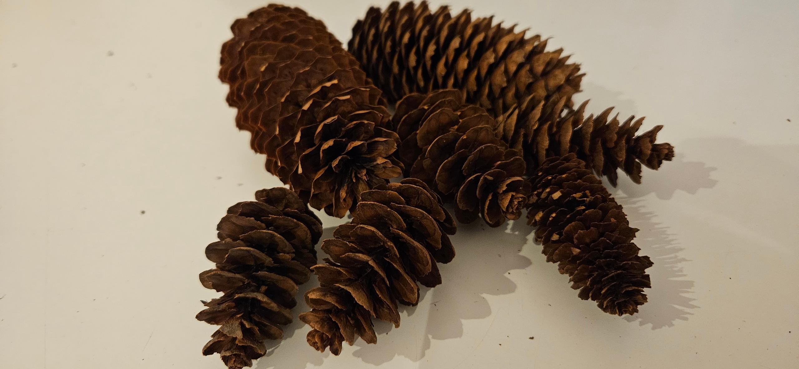 Fir Cones