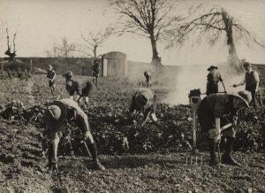 Scouts working on a farm during WWI