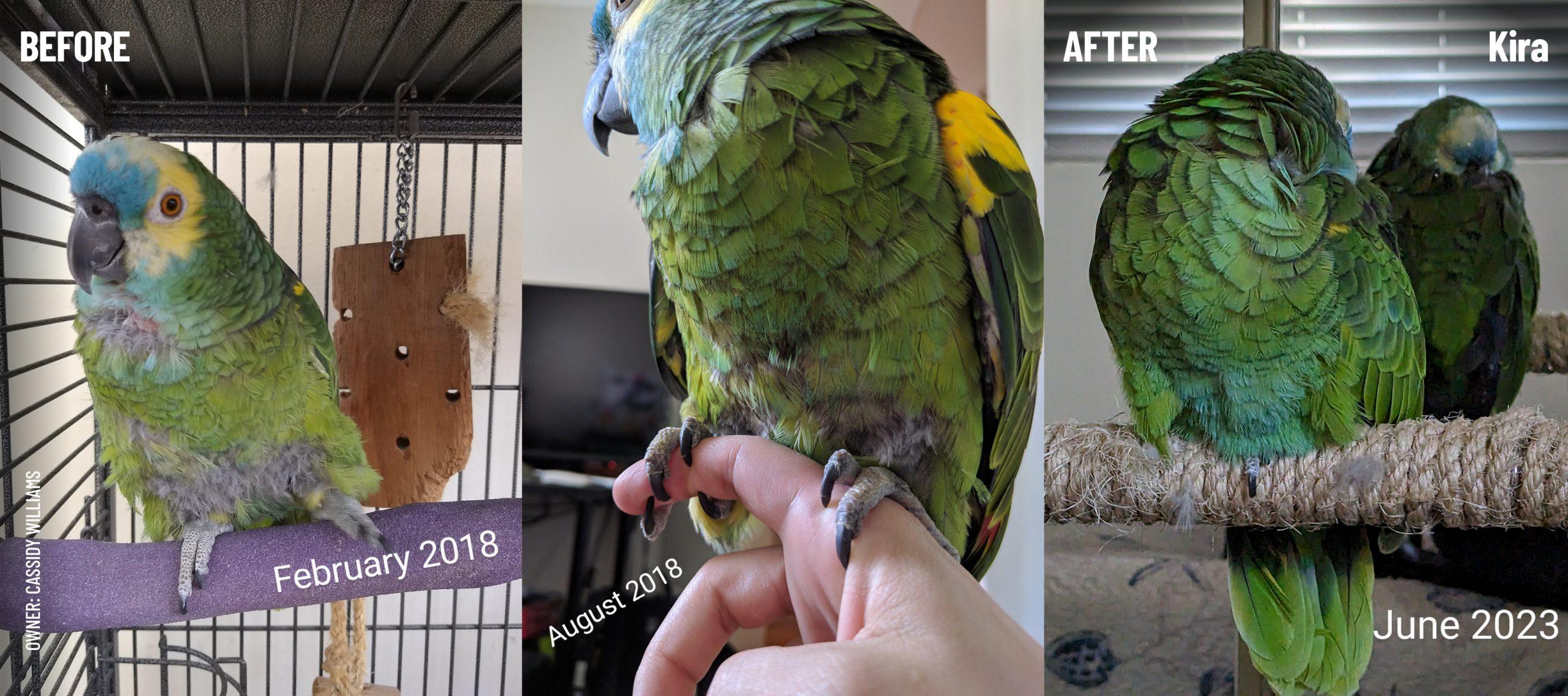 Three images showing Kira the Amazon parrot. In the 'before' image there are a lot of 'downy' feathers showing; in the 'after' image the plumage is full, the feathers are in good condition with no sign of plucking