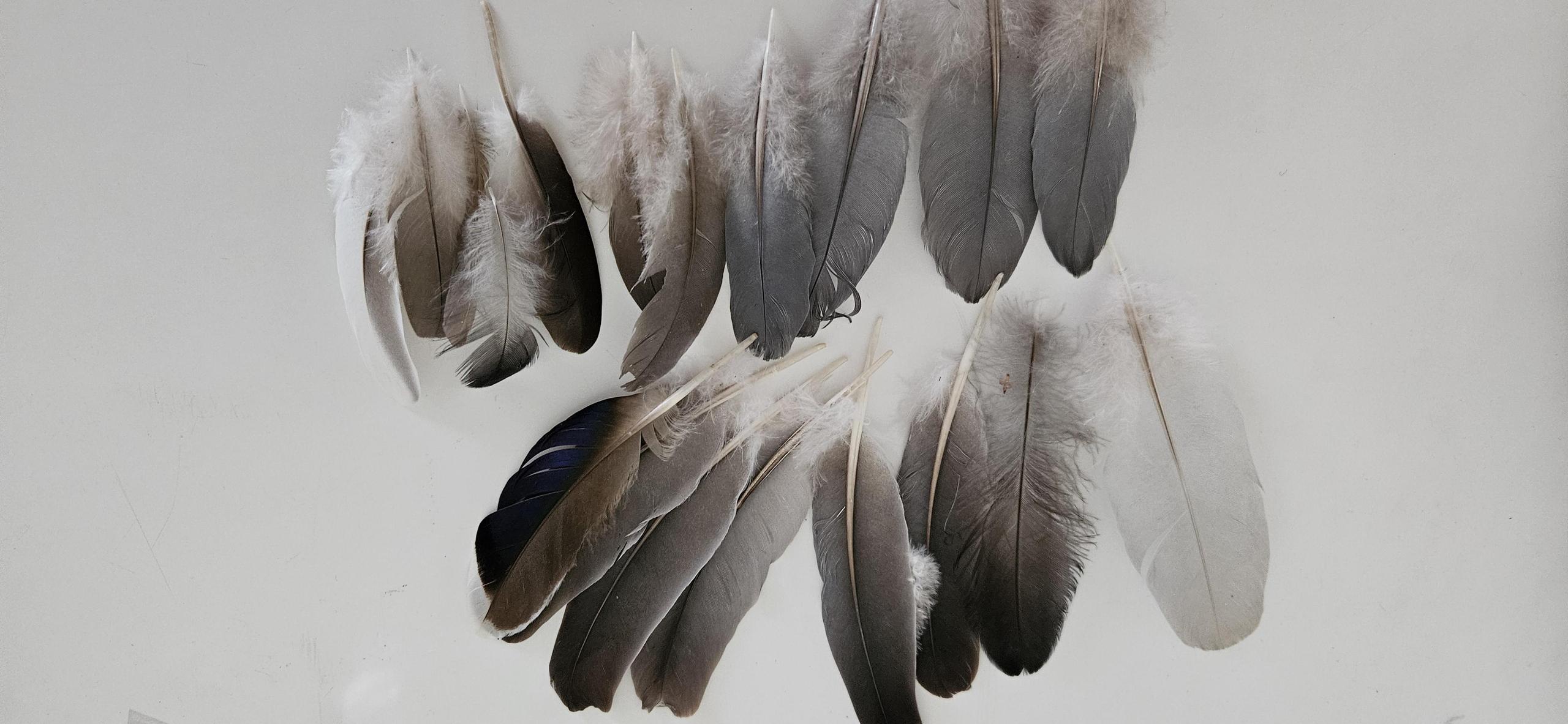 Natural Feathers - Packet