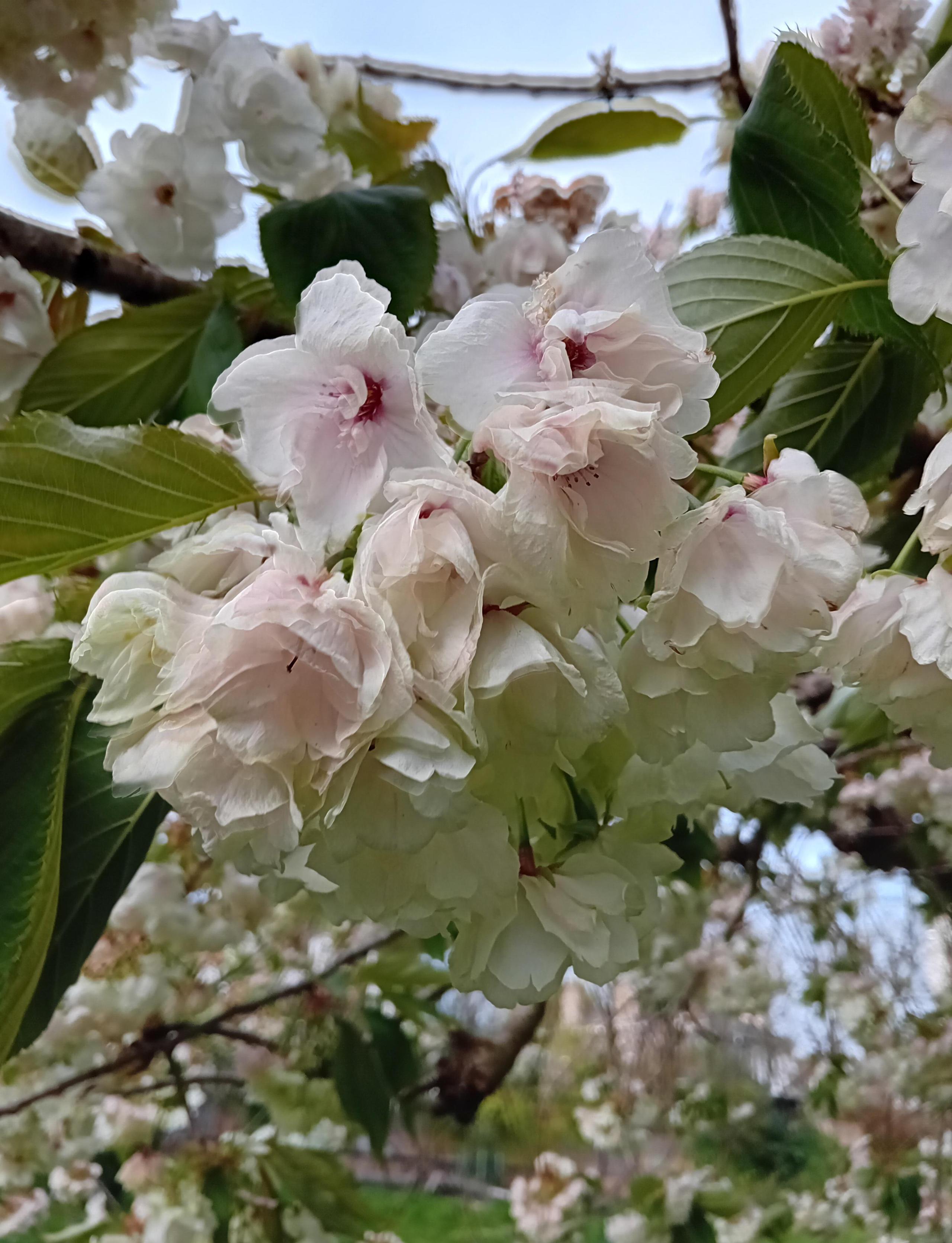 Spring blossom 2024