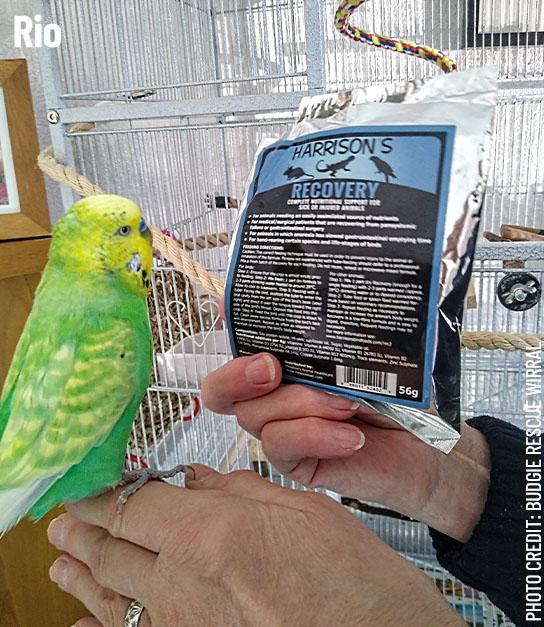 Rio, a budgerigar, perched on someone's hand next to a bag of Harrison's Recovery Formula