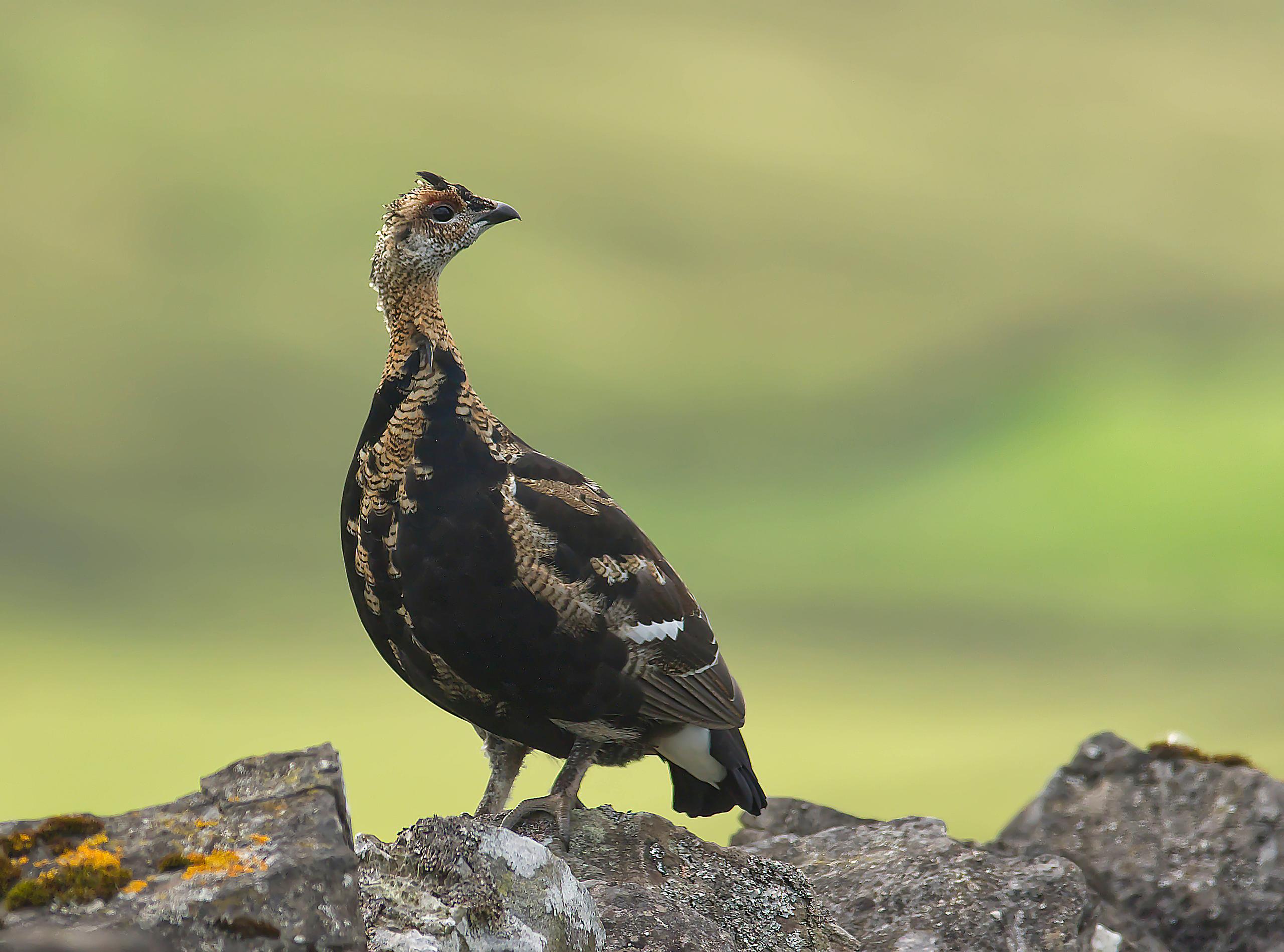 A Juvenile black grouse with his head cocked in interest as he is perched on a wall in Northumberland countryside. Set against the green background of the field behind.