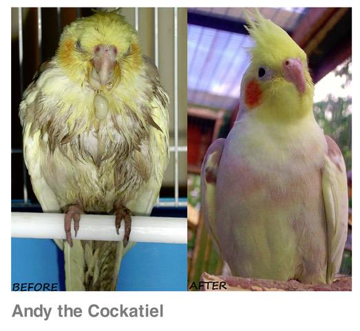 Before and after images, showing the dramatic improvement in the appearance and disposition of Andy the Cockatiel