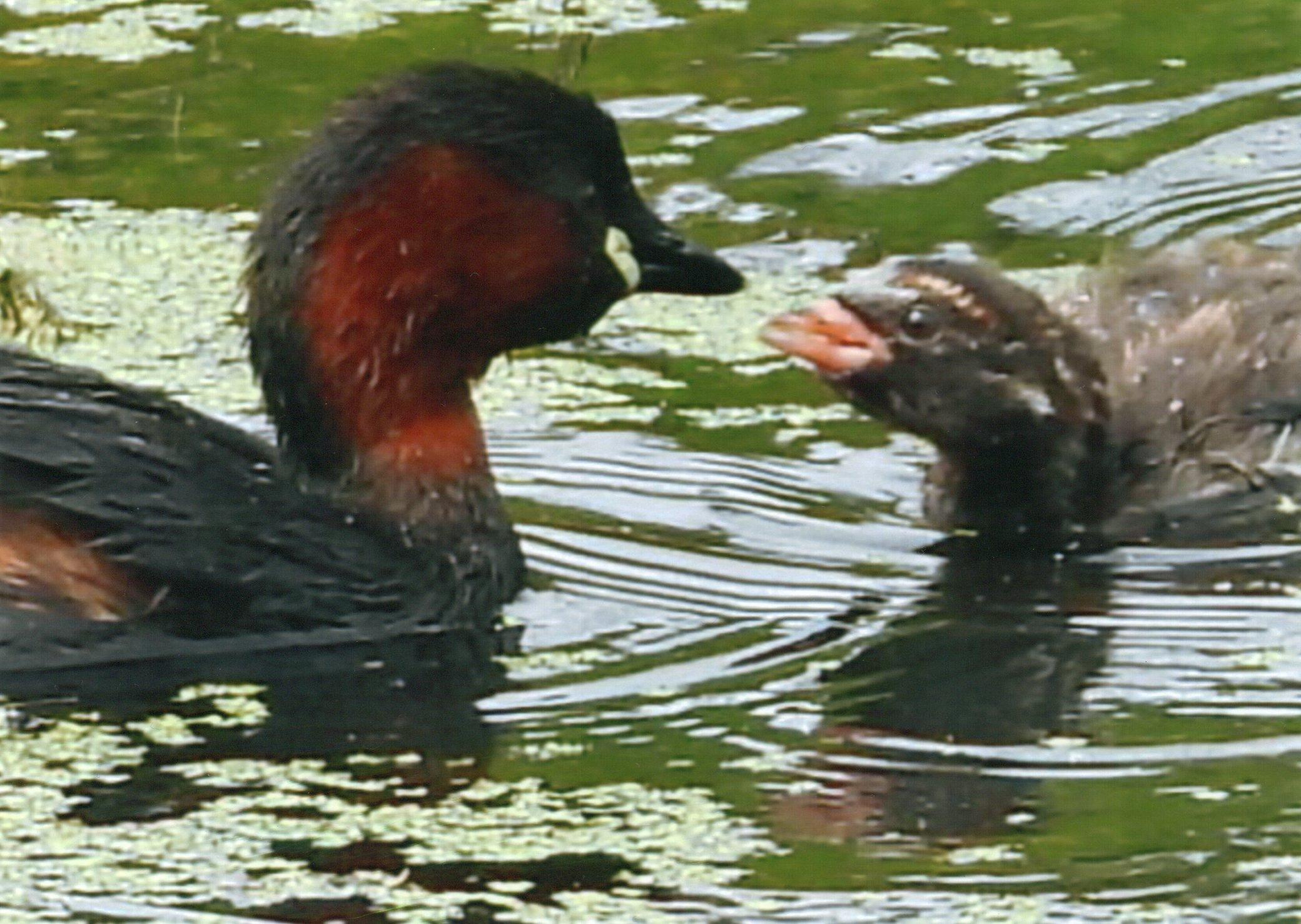 Young Grebe and parent. Picture taken by Ken