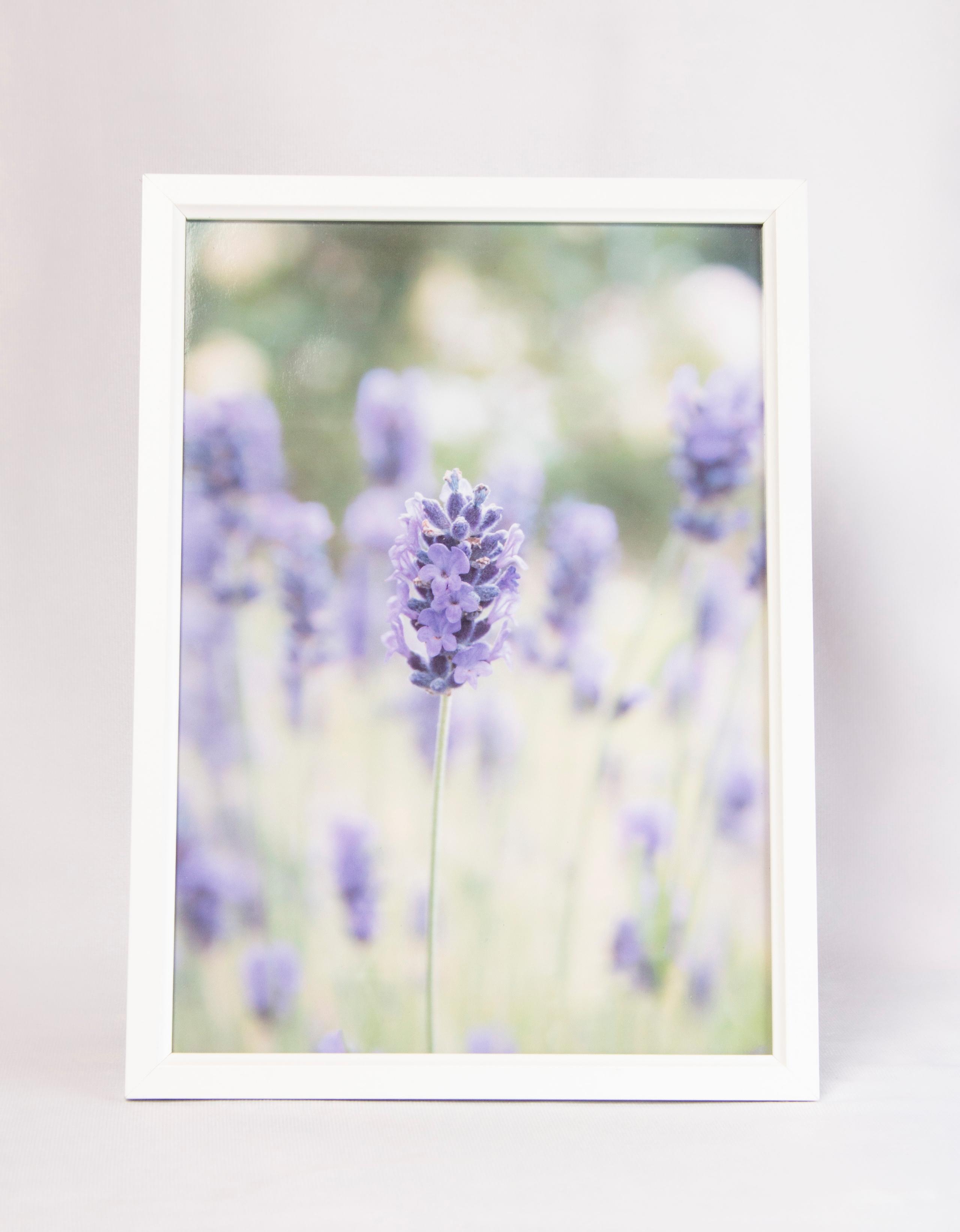 Lavender framed photo