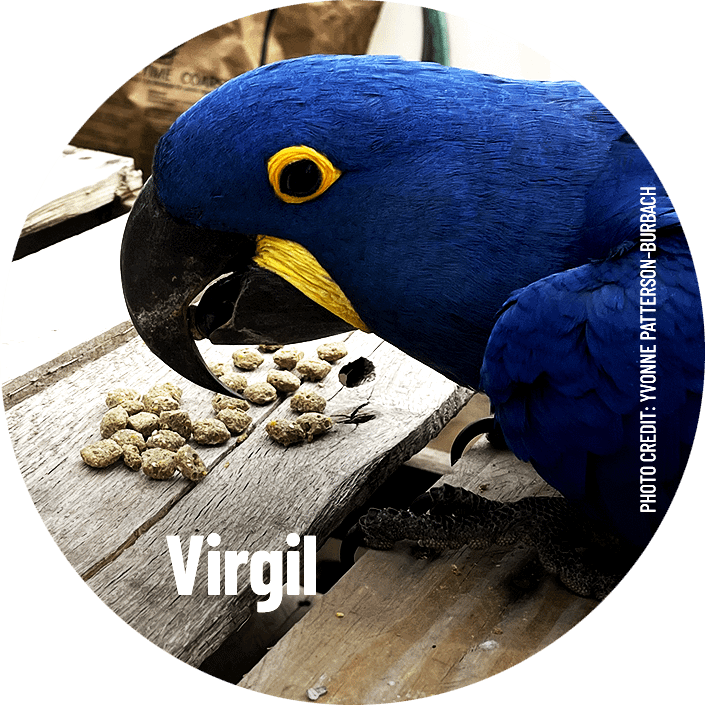Virgil, the hyacinth macaw, eating Harrison's nuggets from a wooden board