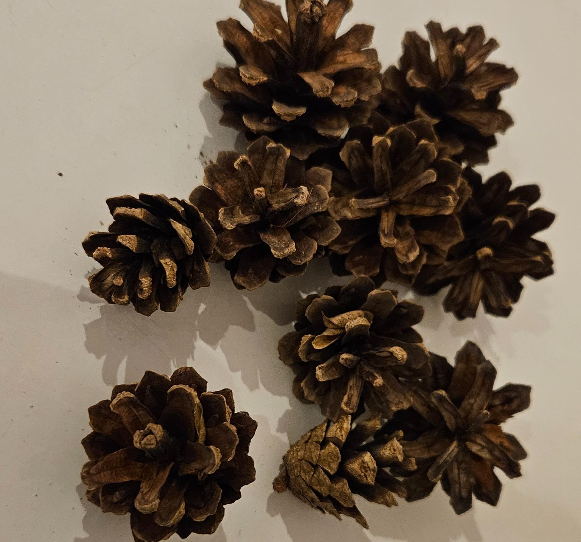 Fir Cones