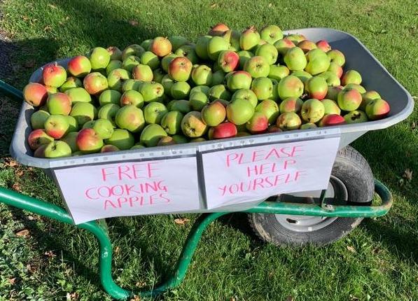 Cooking Apples for Apple Sauce