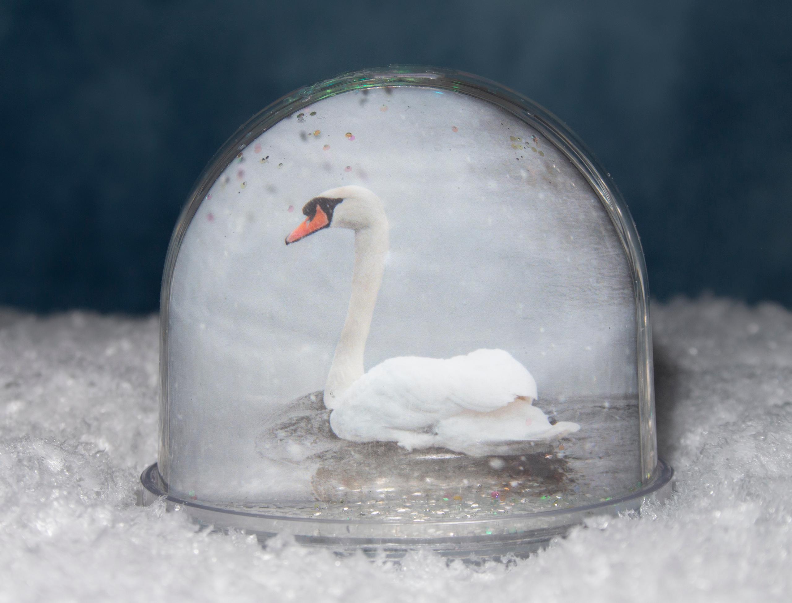 Swan glitter globe
