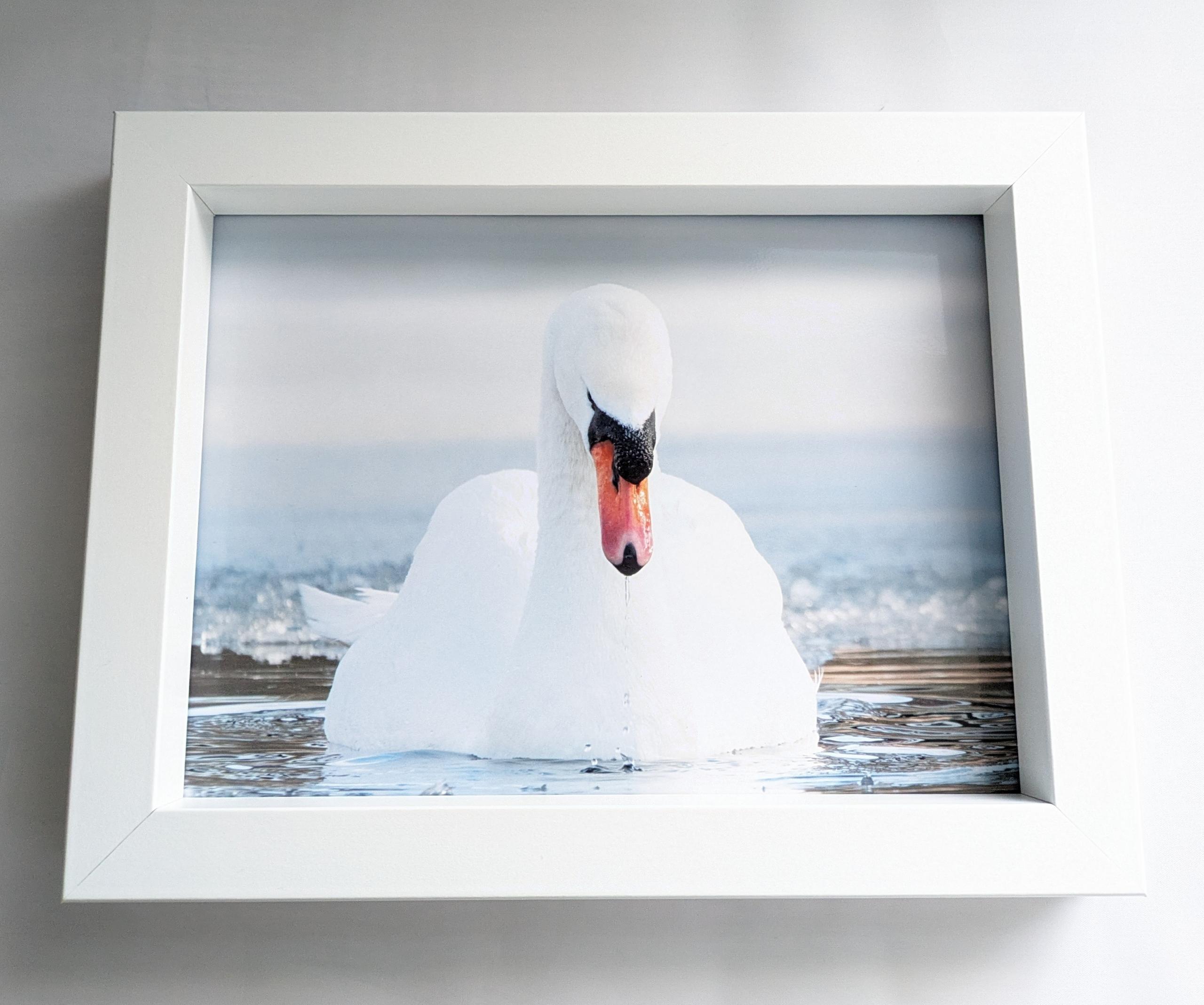 Mute swan framed photo