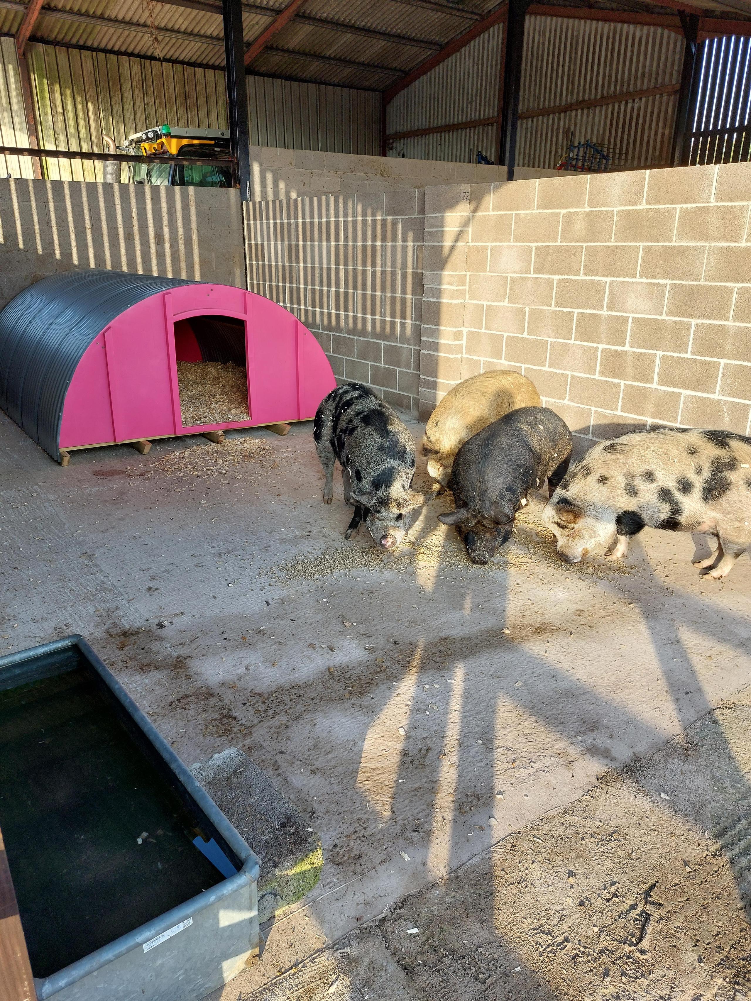 Happy pigs in Somerset in their Pink Pig Ark