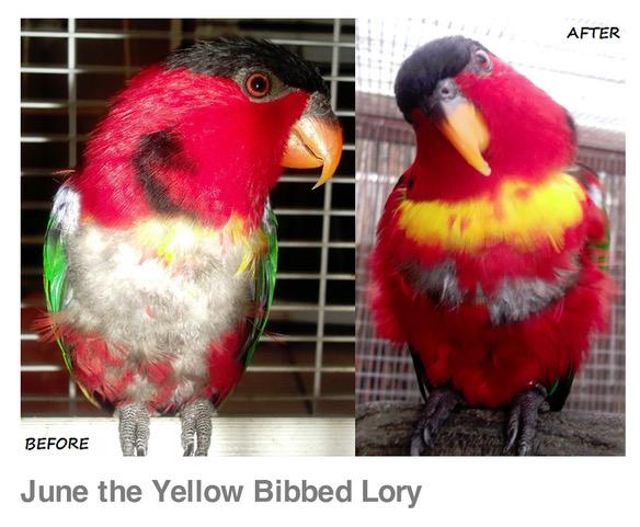 Two images showing June the Yellow Bibbed Lory. In the 'before' picture their chest has only grey down feathers, whereas in the 'after' image she has a chest of bright red and yellow feathers