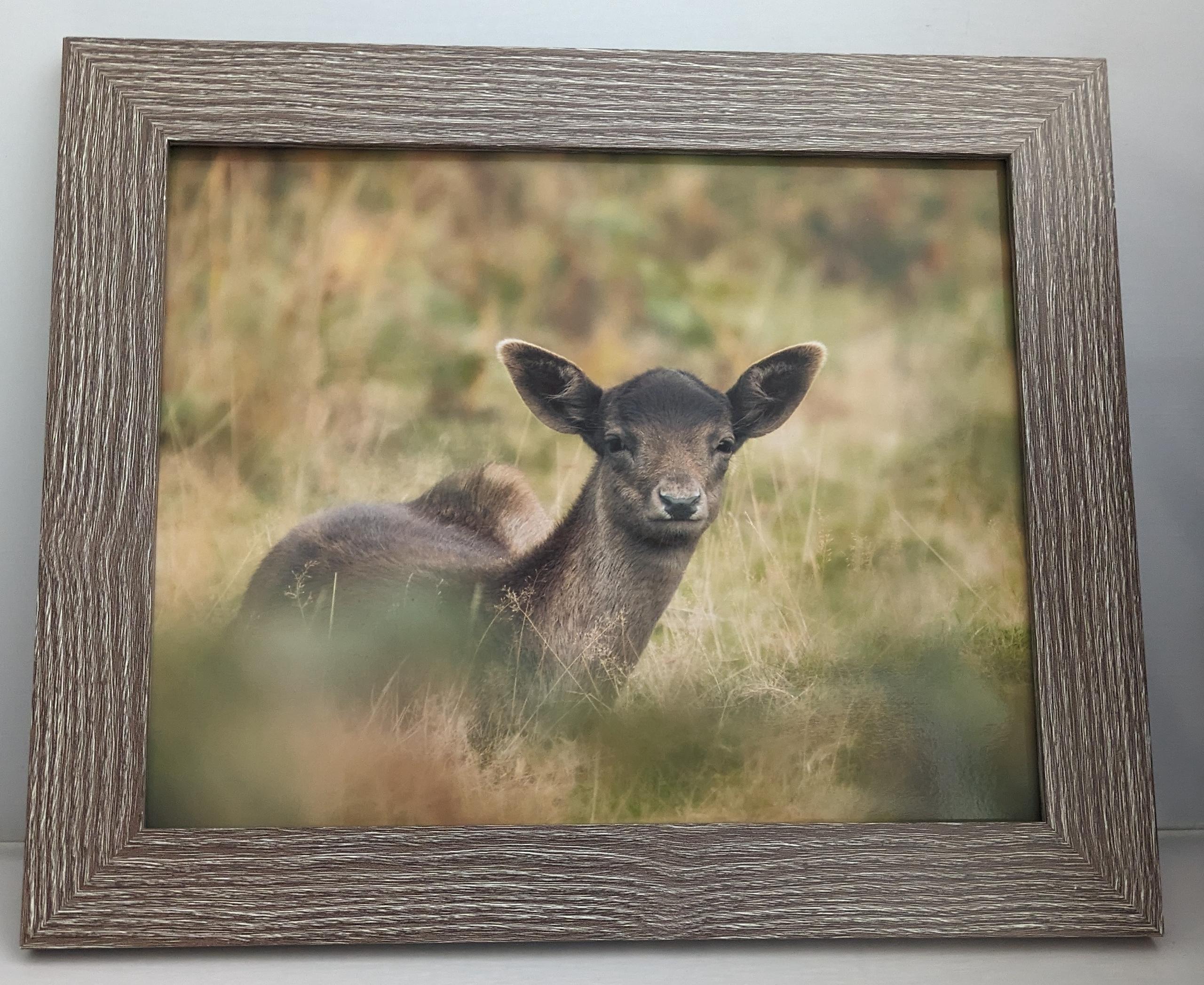 Fallow deer framed photo