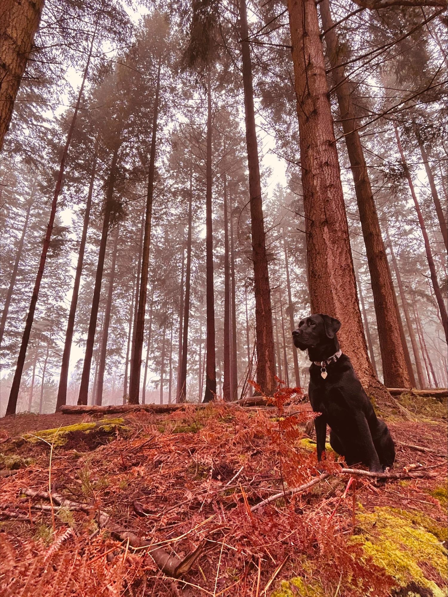 dog training in the woods in Bordon Hampshire