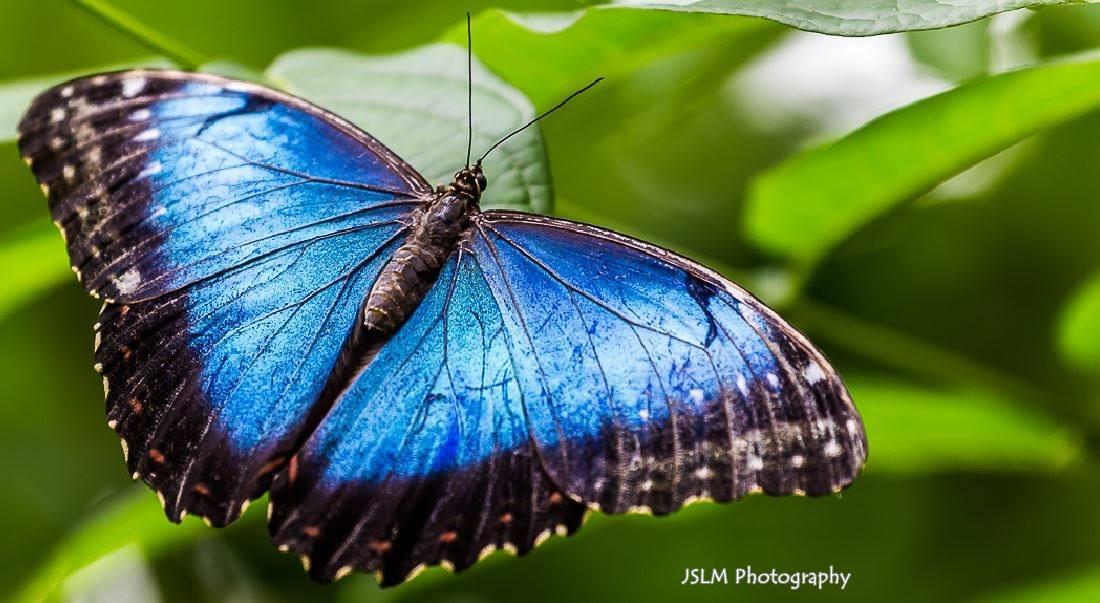 A colourful butterfly (blue) resting on a leaf