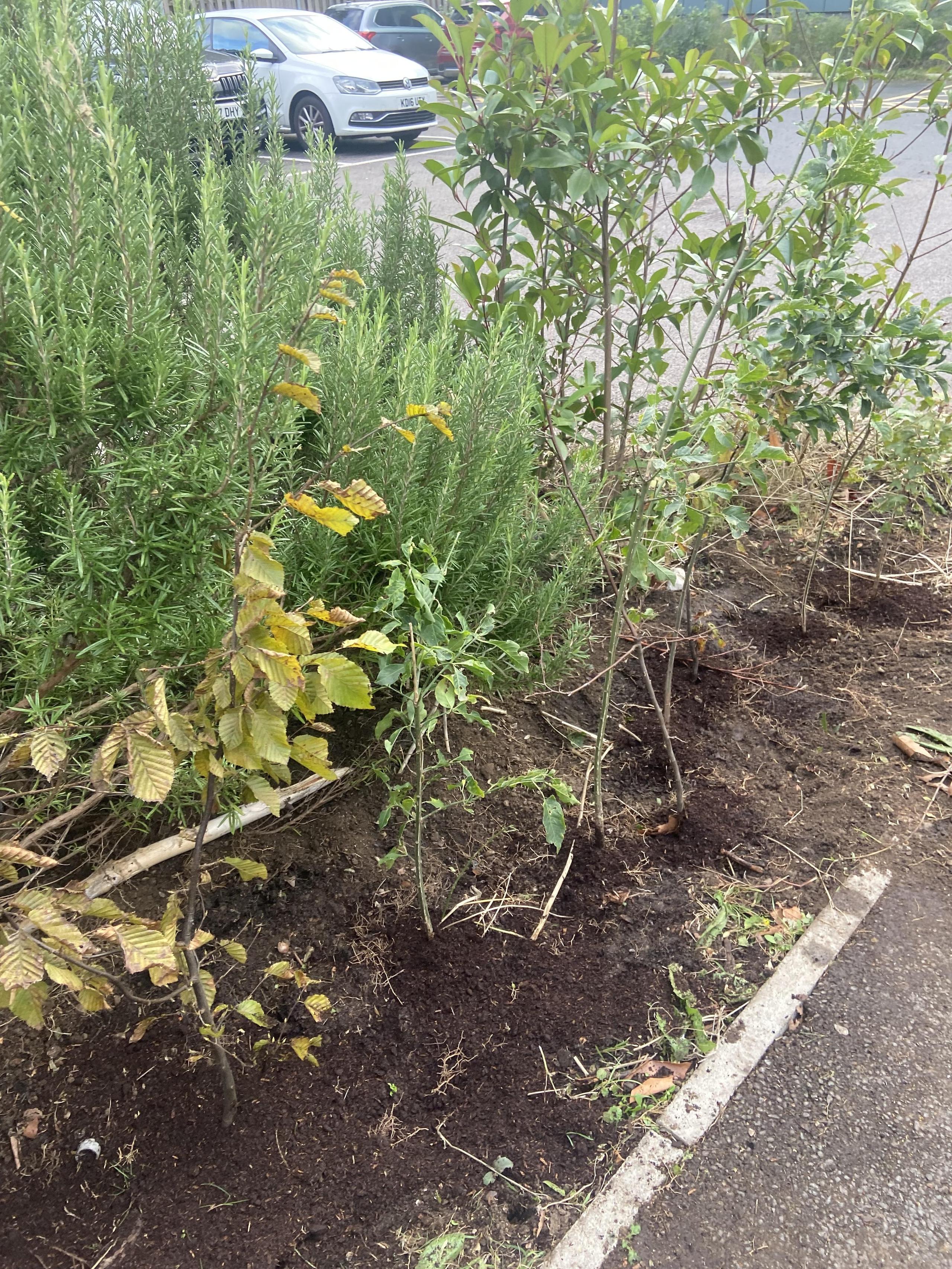 The box plants were infected with box blight and we replaced them with native hedge plants