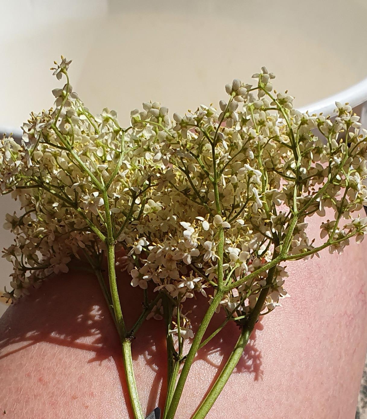 Elderflower Cordial