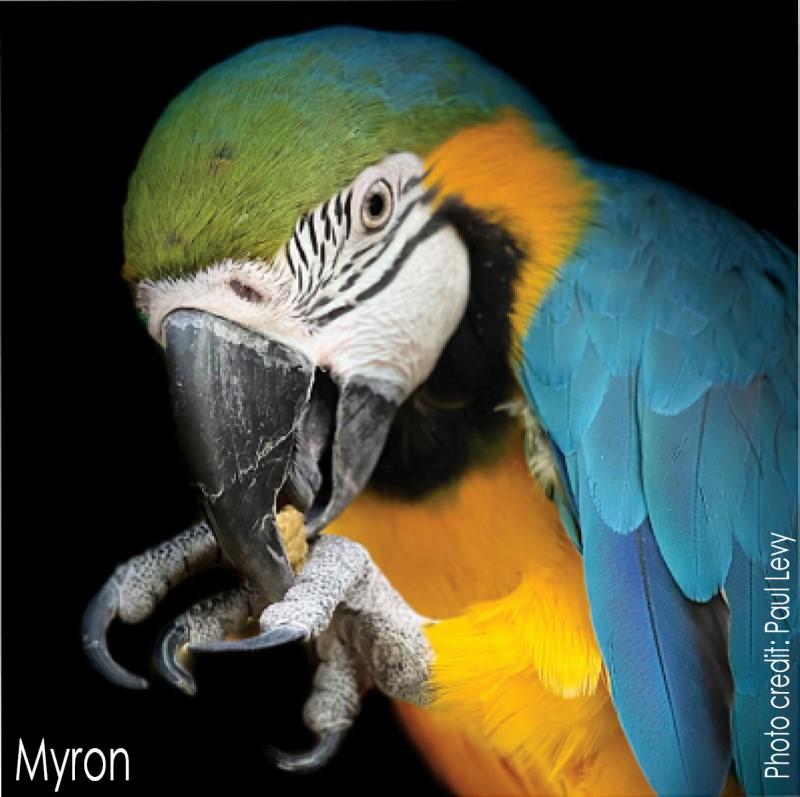Myron, the blue and gold macaw, eating a piece of Harrison's which they are holding in their feet