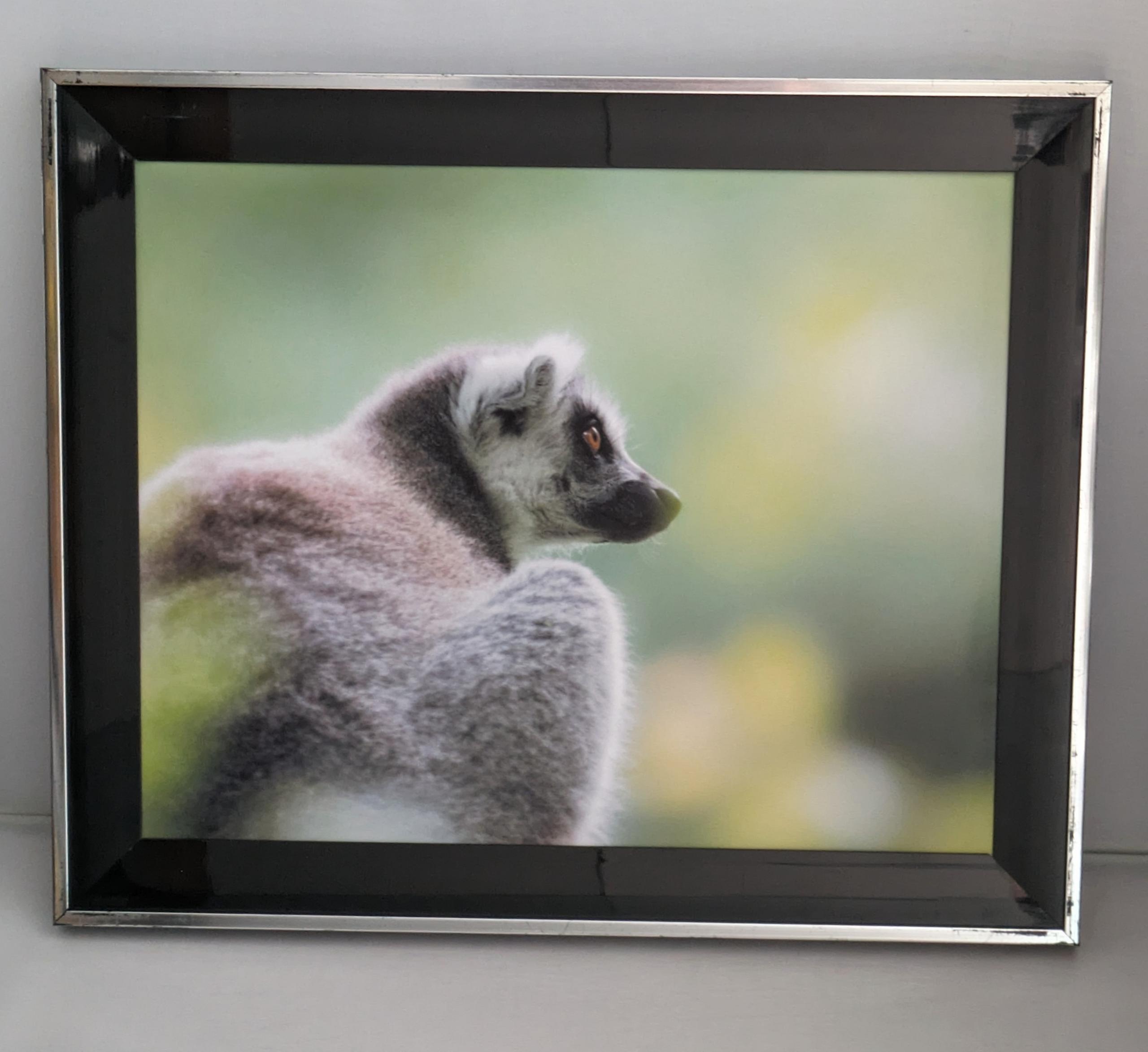 Lemur framed photo