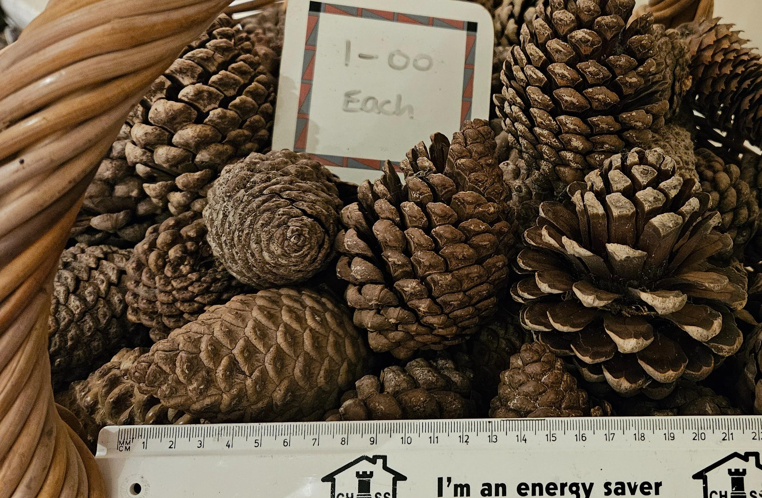 Fir Cones