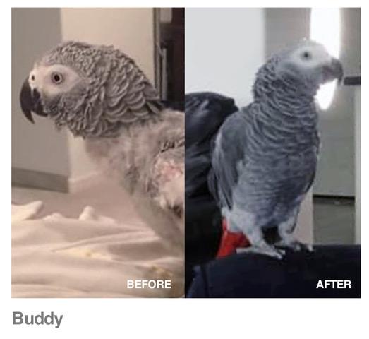 Two images showing Buddy the African Grey parrot. In the 'before' image there is evidence of a lot of feather plucking; in the 'after' image the feathers are in good condition with no sign of plucking