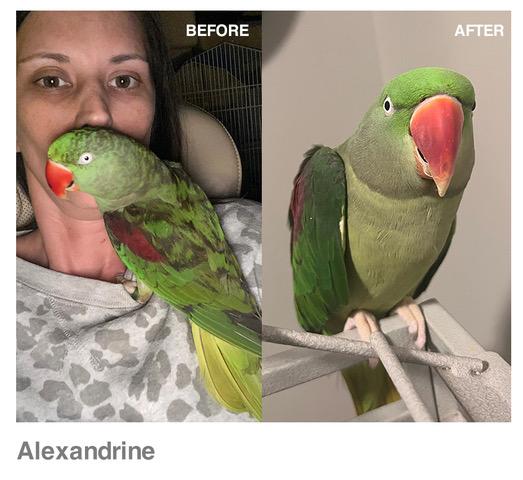 Two pictures of an Alexandrine parrot - the 'before' picture shows the bird's poor feather condition, particularly evident is the black melanin base layer of the feather pigmentation being visible; the 'after' picture shows the same bird with much improved feather condition