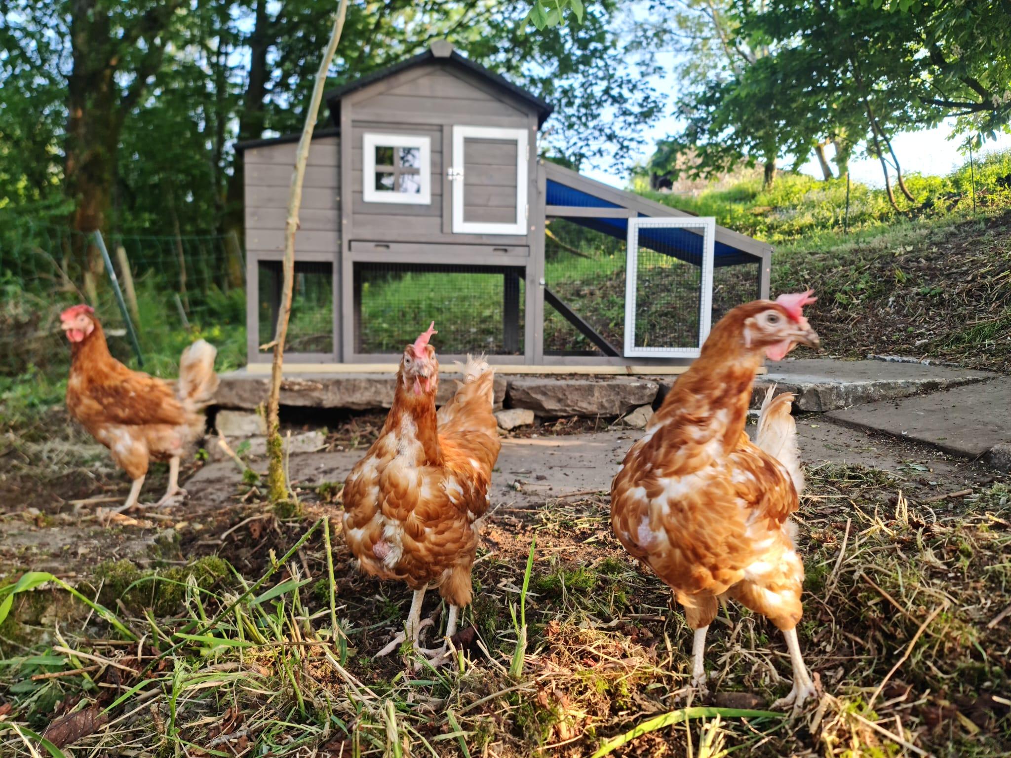 Chickens arrive at SFE!